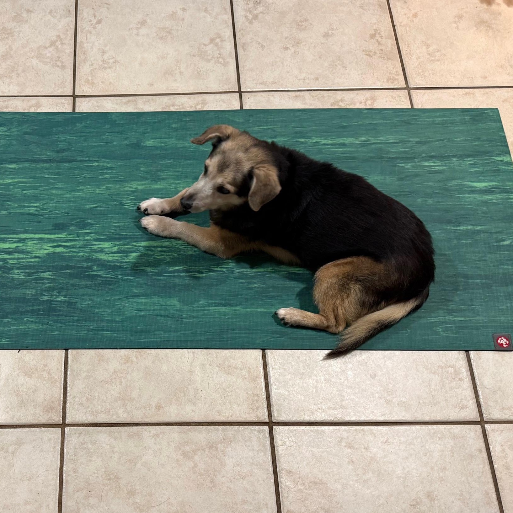 Enlarge Stanley - In Foster, a Adoptable mixed breed in Jefferson, LA image 3/6