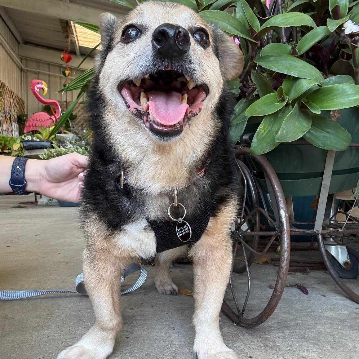 Stanley - In Foster, Adoptable, Senior Male Beagle & Corgi.