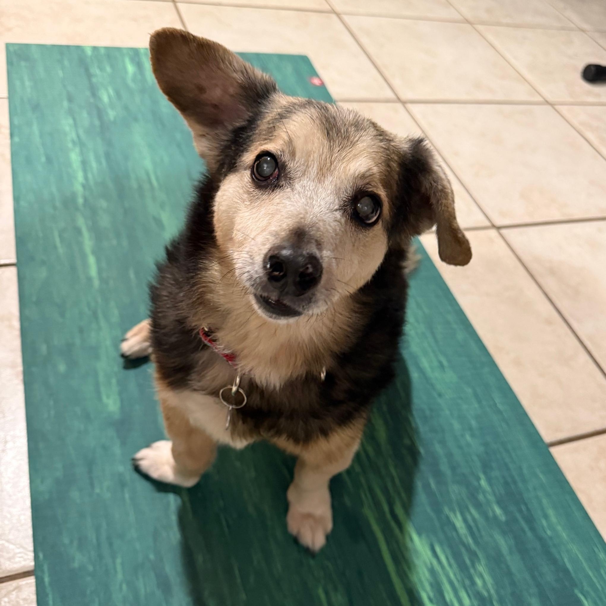 Stanley - In Foster, Adoptable, Senior Male Beagle & Corgi.