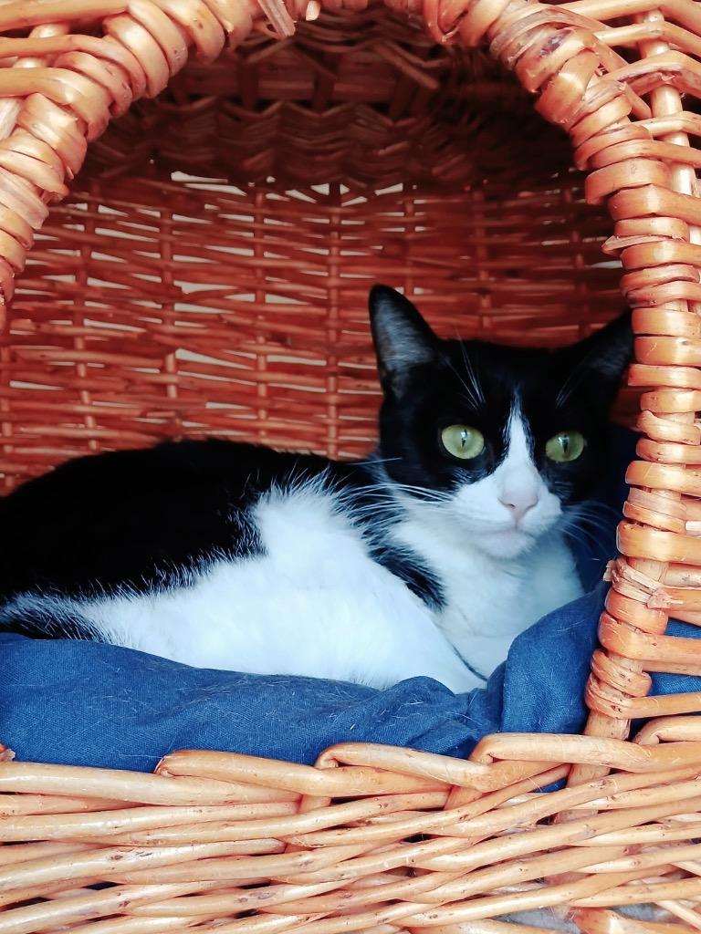 Lola, Adoptable, Adult Female Domestic Short Hair & Snowshoe.