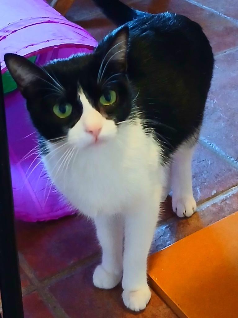 Enlarge Lola, a Adoptable mixed breed in San Antonio, TX image 2/5