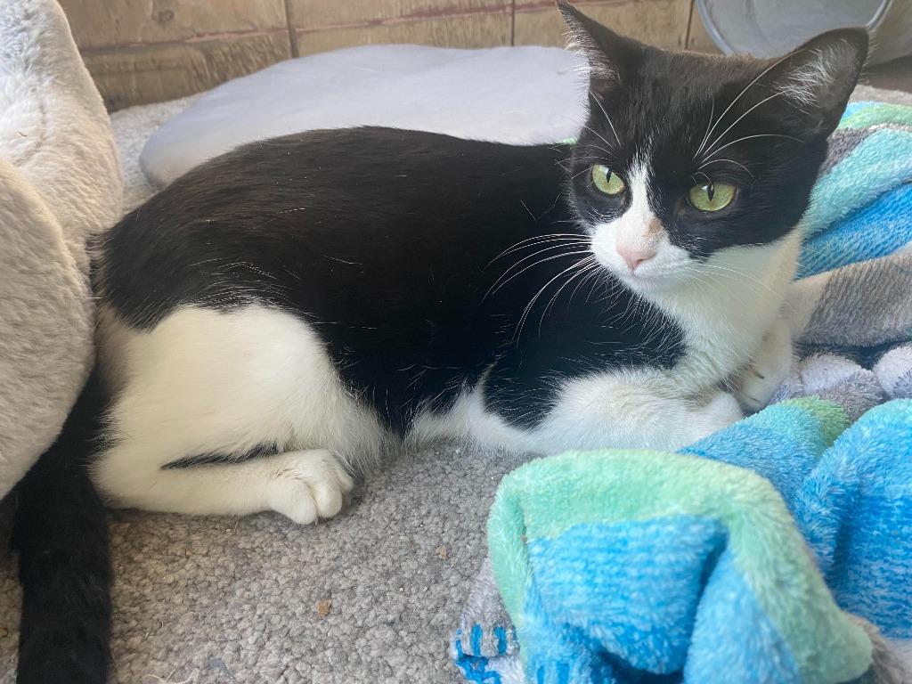 Enlarge Lola, a Adoptable mixed breed in San Antonio, TX image 5/5