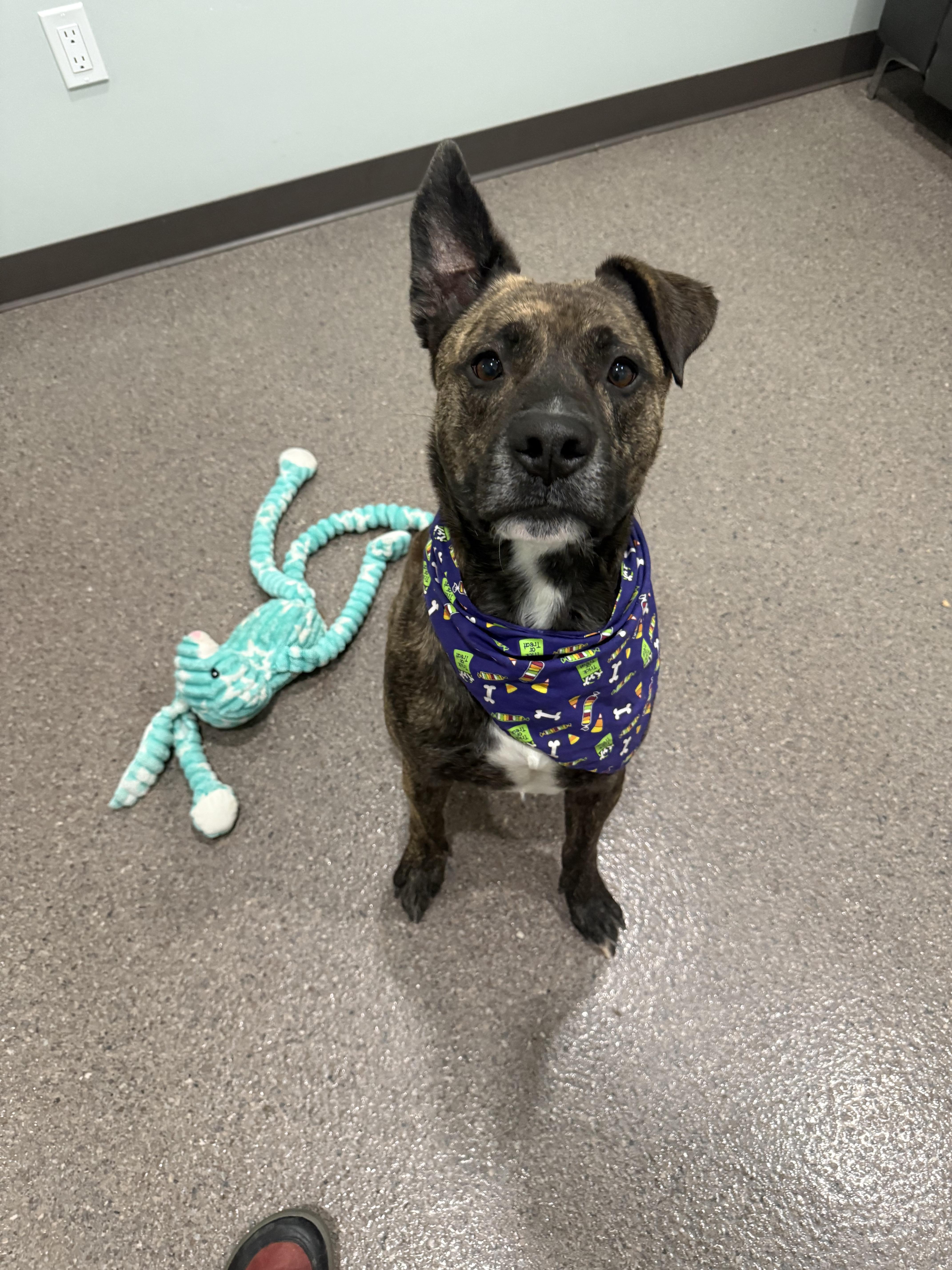 Frank, an adoptable Mixed Breed in Sault Sainte Marie, MI, 49783 | Photo Image 3