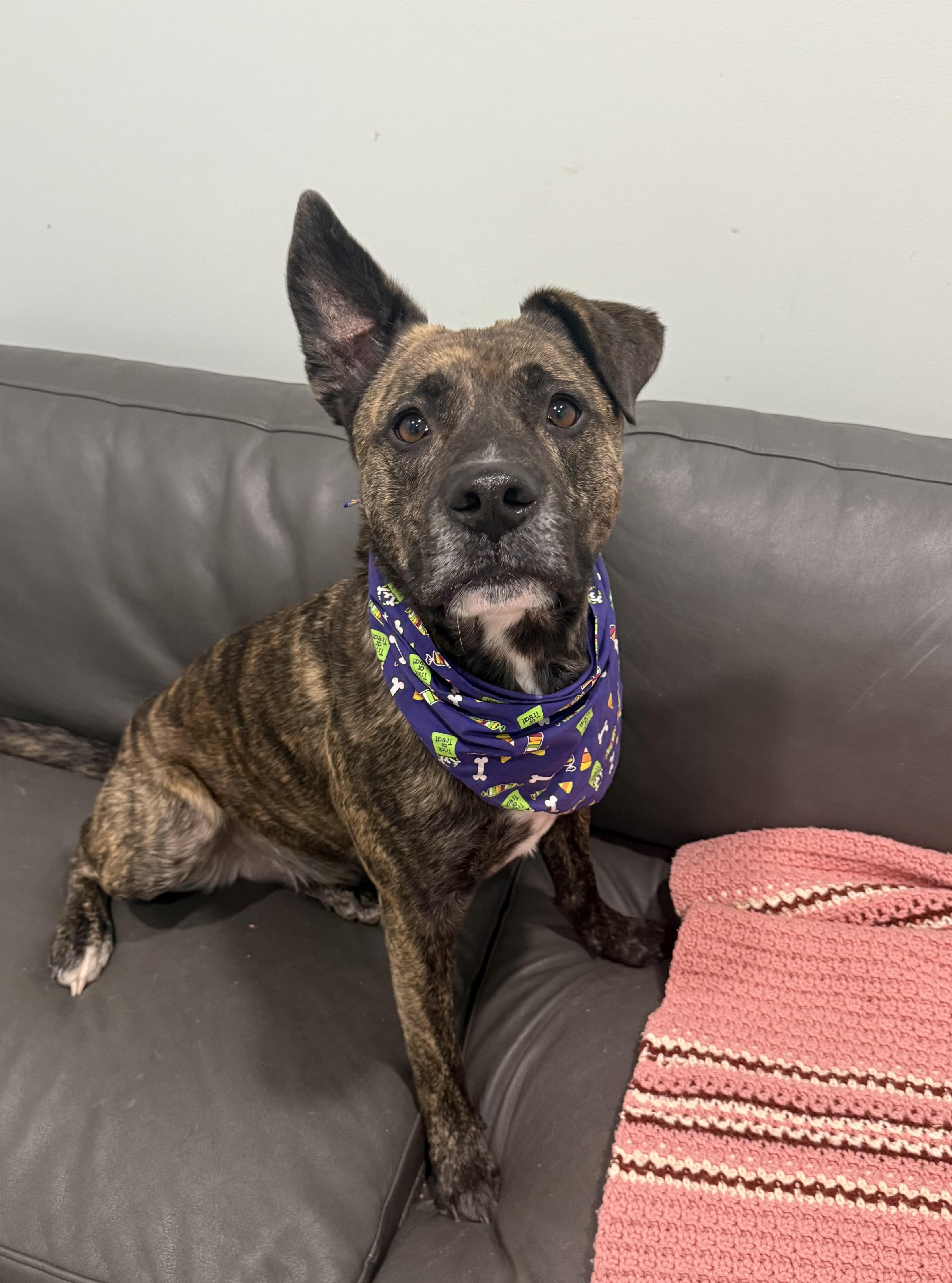Frank, an adoptable Mixed Breed in Sault Sainte Marie, MI, 49783 | Photo Image 2