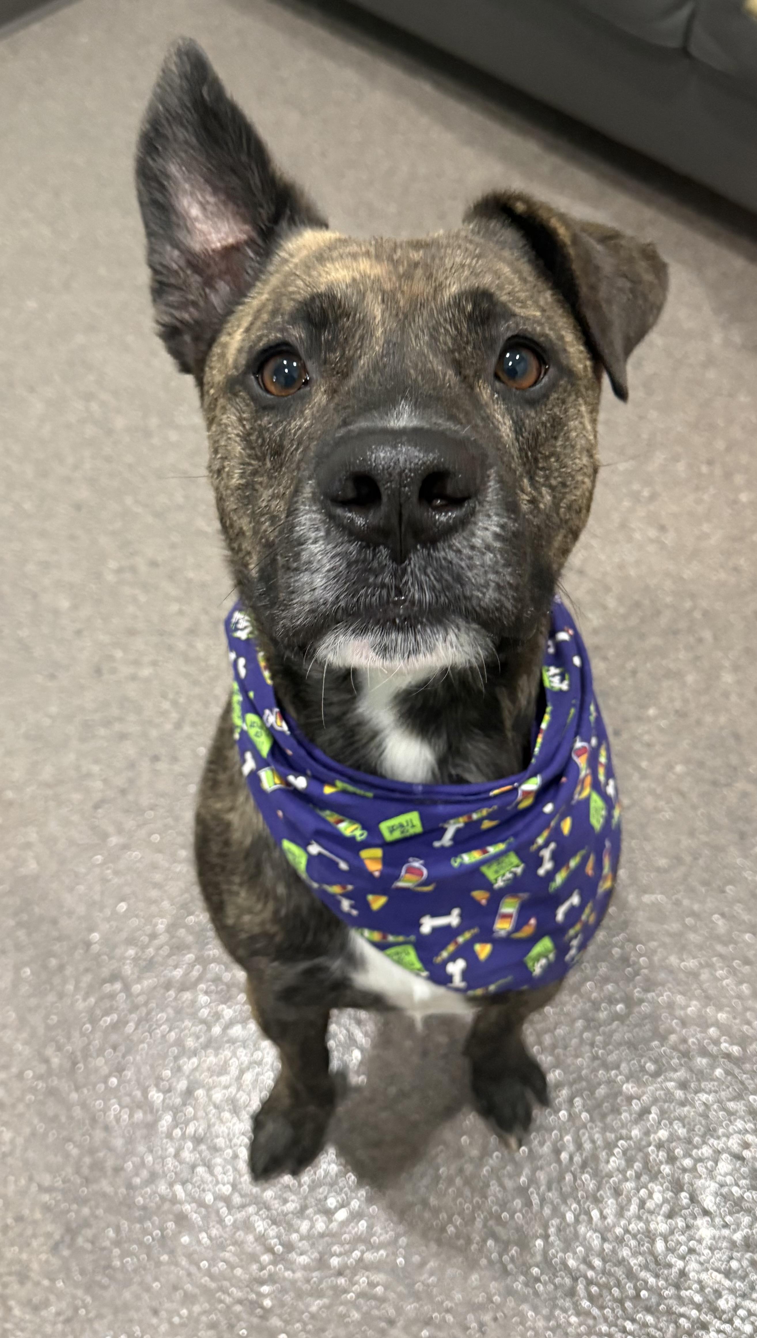 Frank, an adoptable Mixed Breed in Sault Sainte Marie, MI, 49783 | Photo Image 1