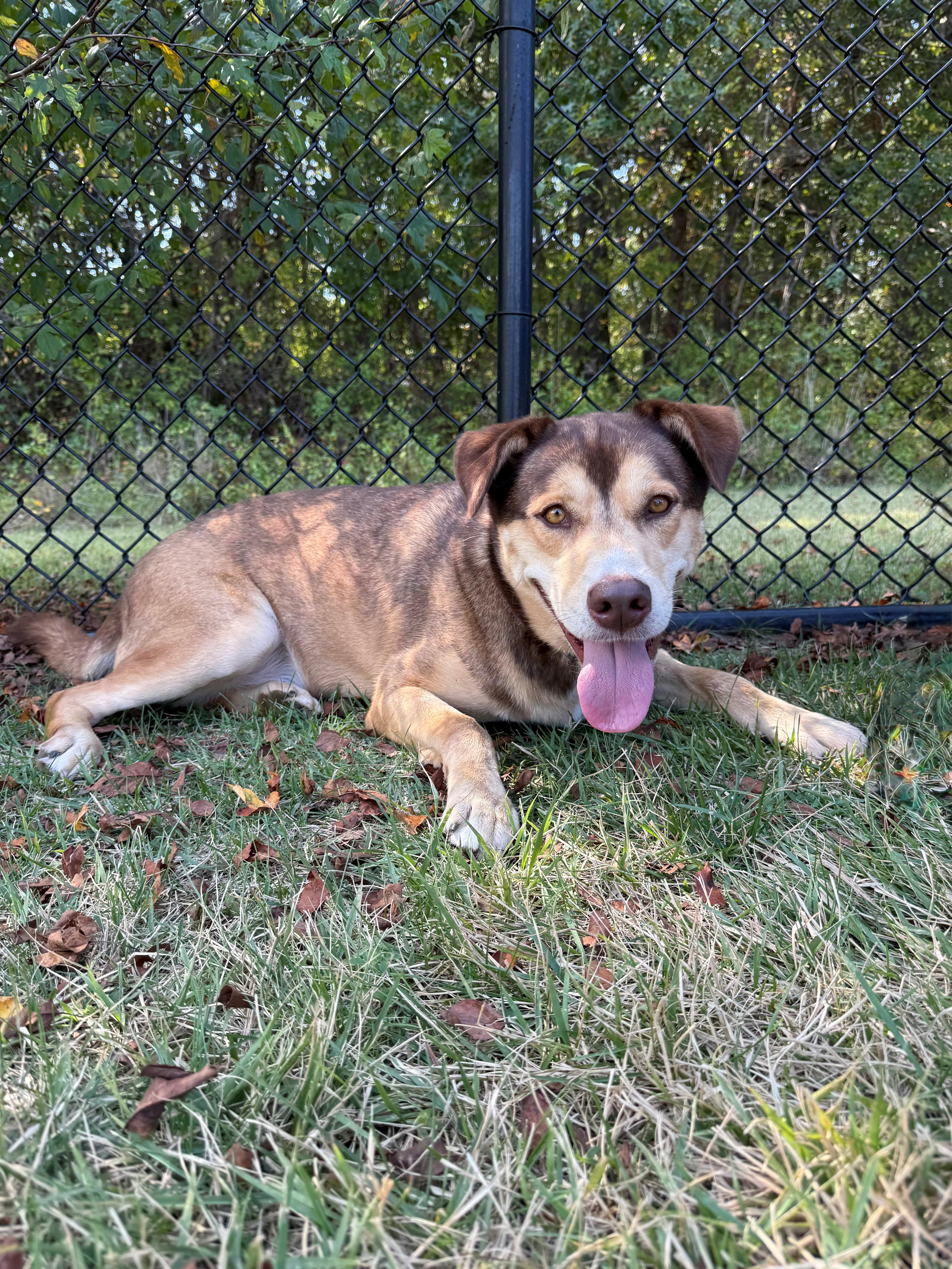 Leo, Adoptable, Adult Male Husky & Shepherd.