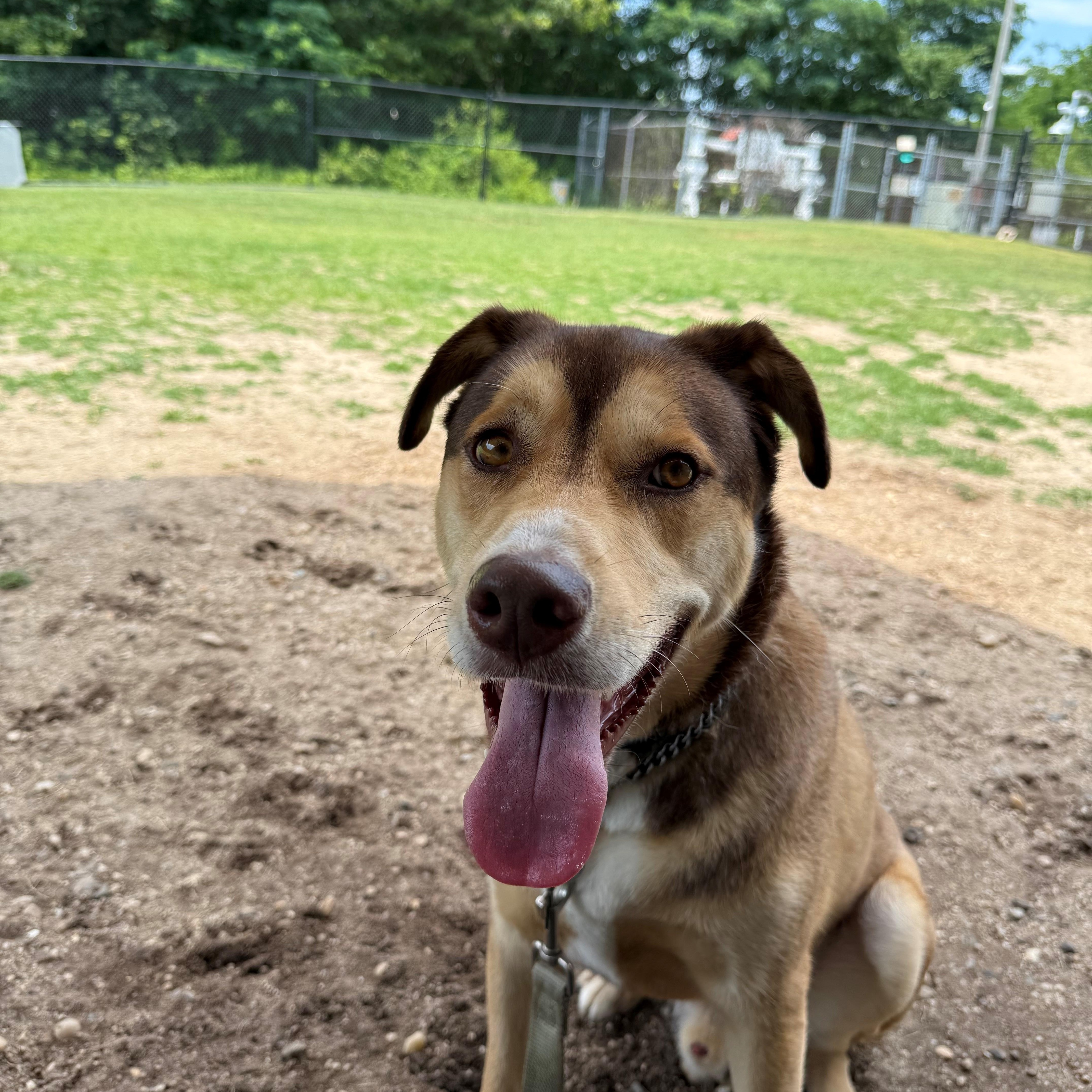 Leo, an adoptable Husky, Shepherd in East Northport, NY, 11731 | Photo Image 1