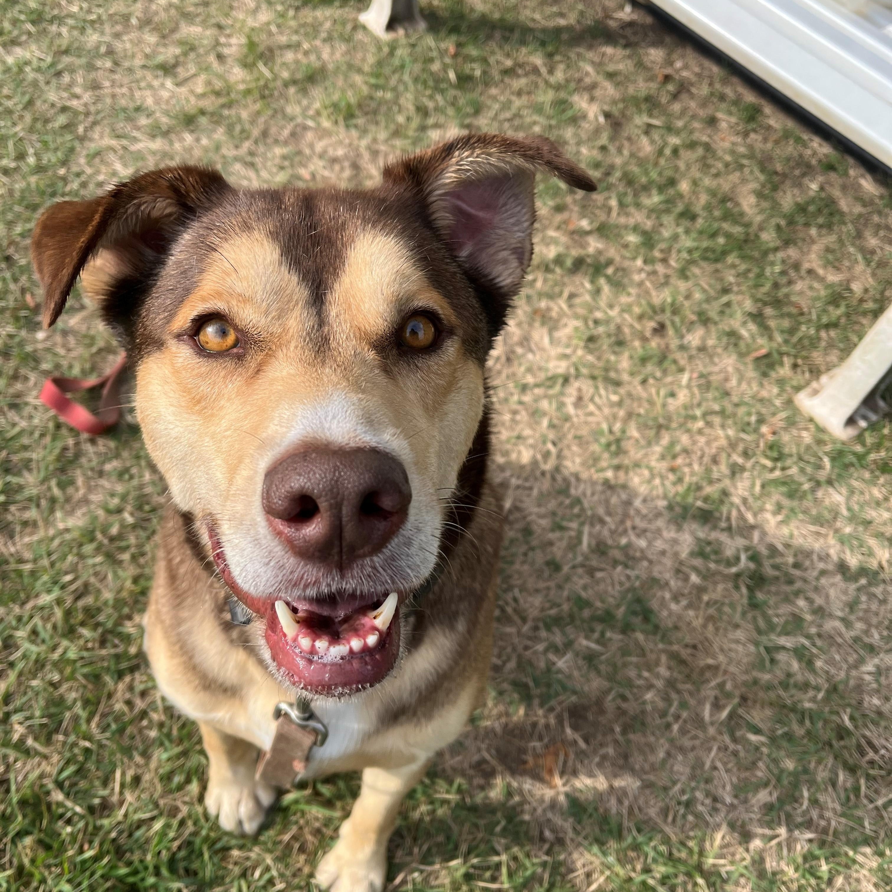 Leo, an adoptable Husky, Shepherd in East Northport, NY, 11731 | Photo Image 1