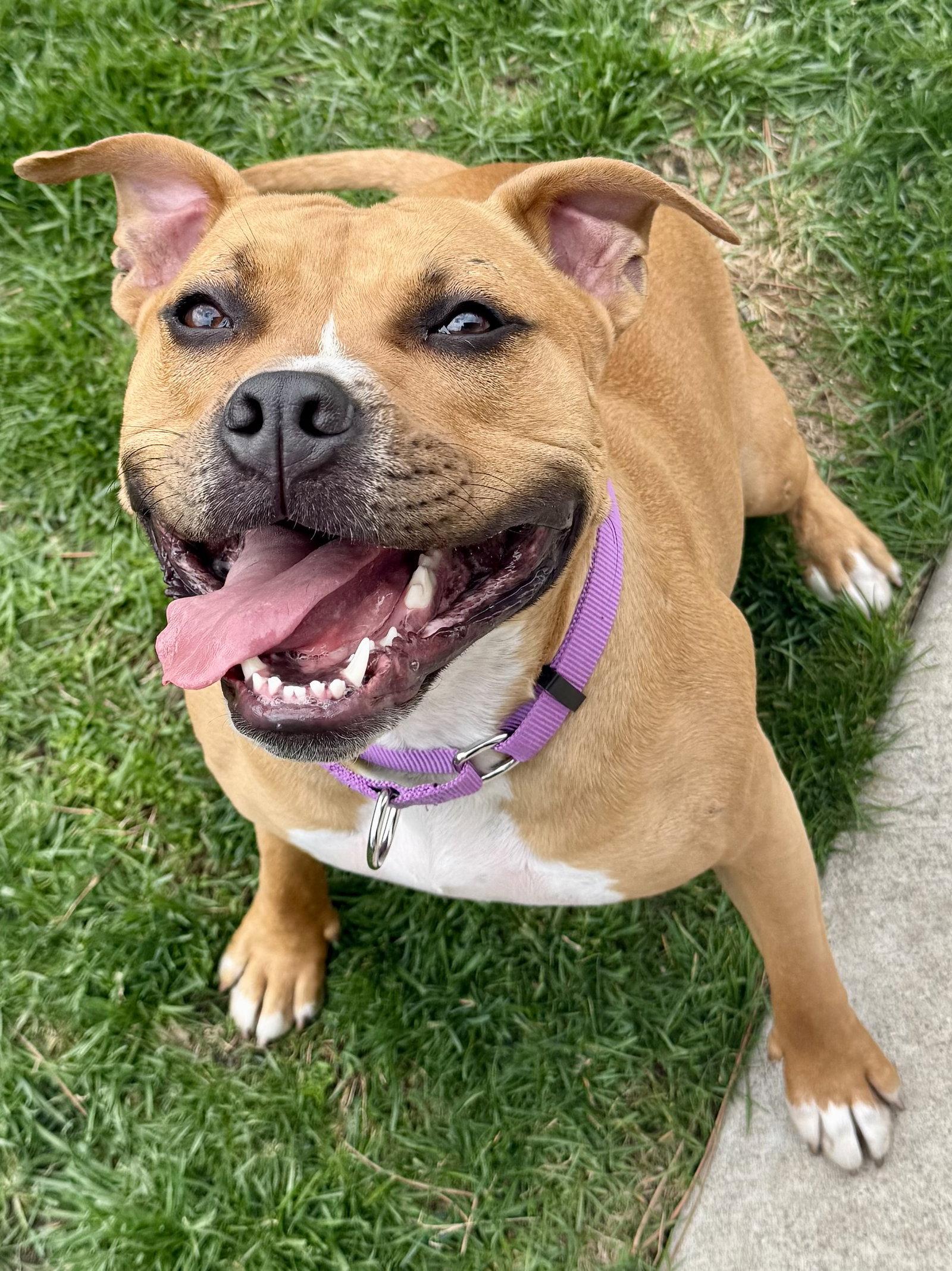 Enlarge Rosee, a Adoptable mixed breed in Hillside, IL image 1/3