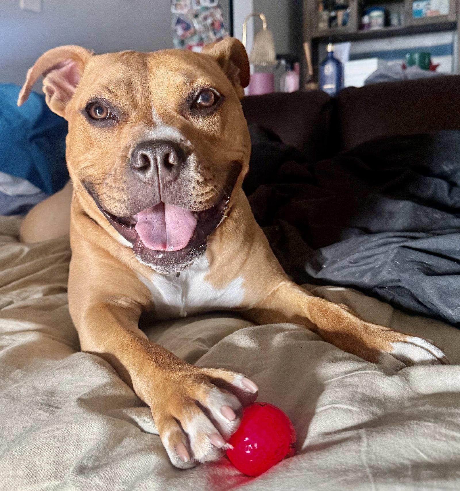 Enlarge Rosee, a Adoptable mixed breed in Hillside, IL image 2/3