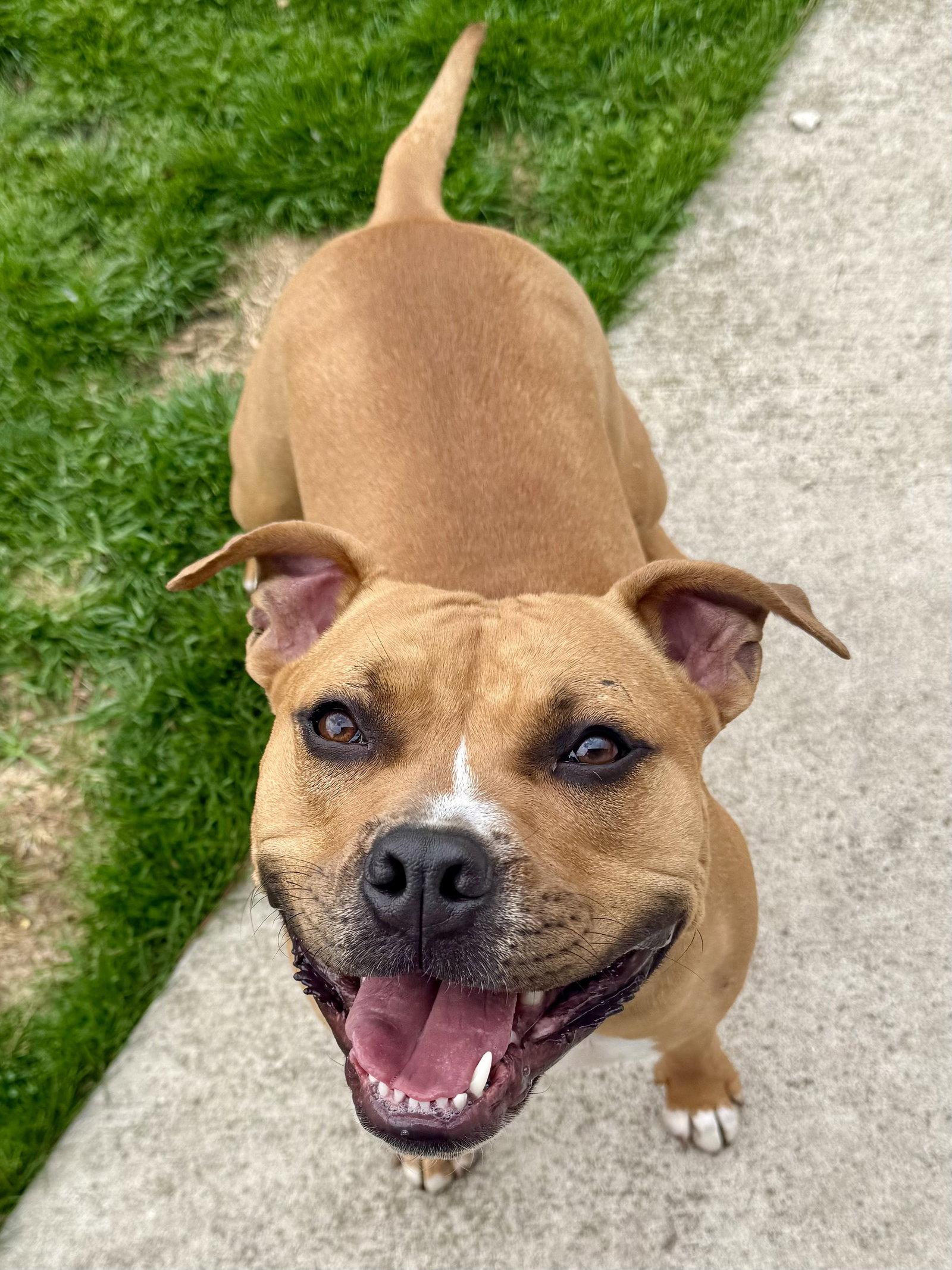 Enlarge Rosee, a Adoptable mixed breed in Hillside, IL image 3/3