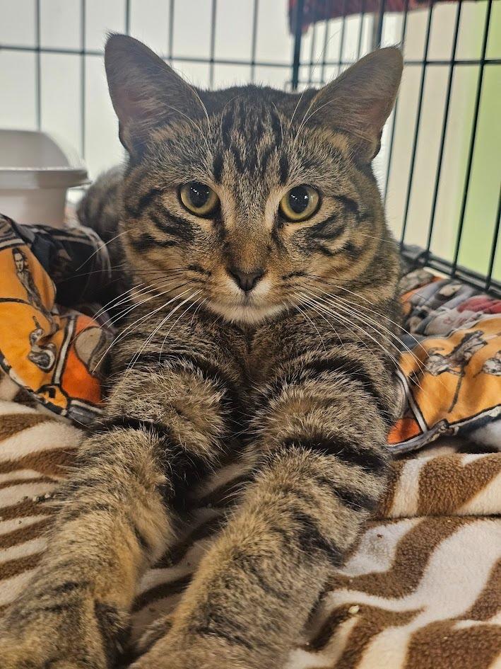 Tiggs, adopted, Young Male Domestic Short Hair.