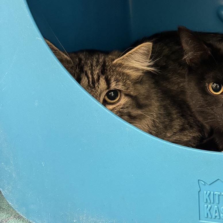 Enlarge Mykayla, a Adoptable Domestic Long Hair in Columbus, NC image 1/3