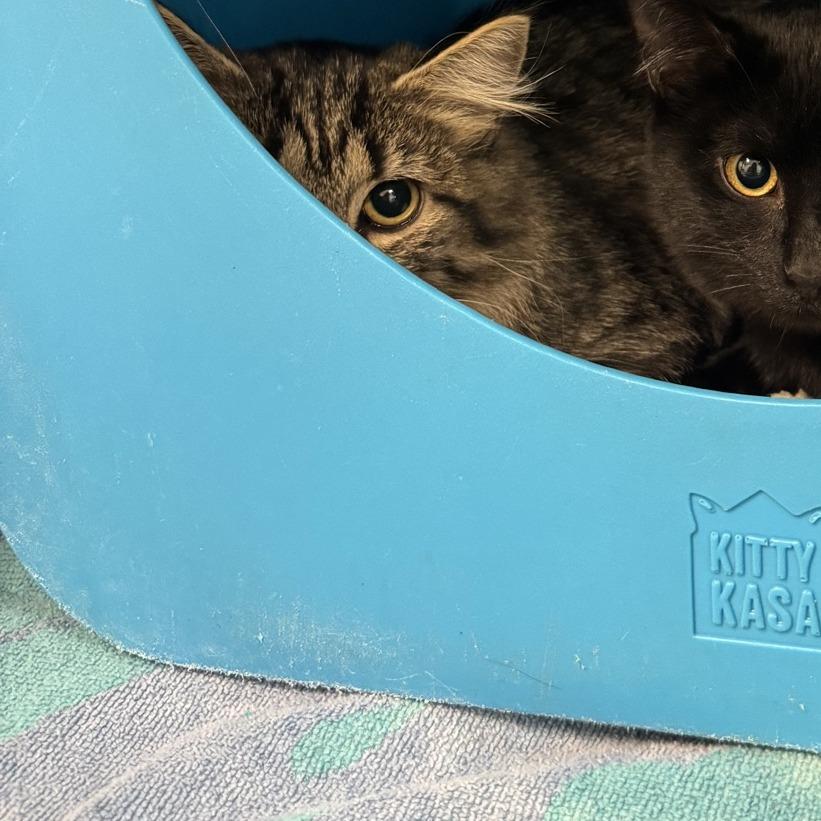 Enlarge Mykayla, a Adoptable Domestic Long Hair in Columbus, NC image 2/3