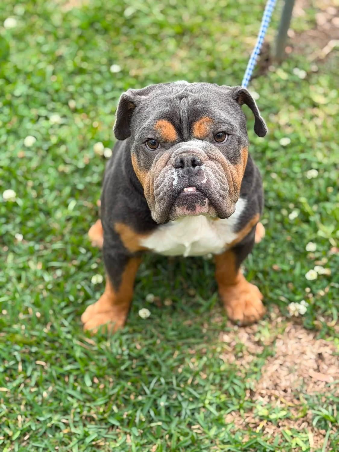 Bentley, ADOPTABLE, Young Male French Bulldog.