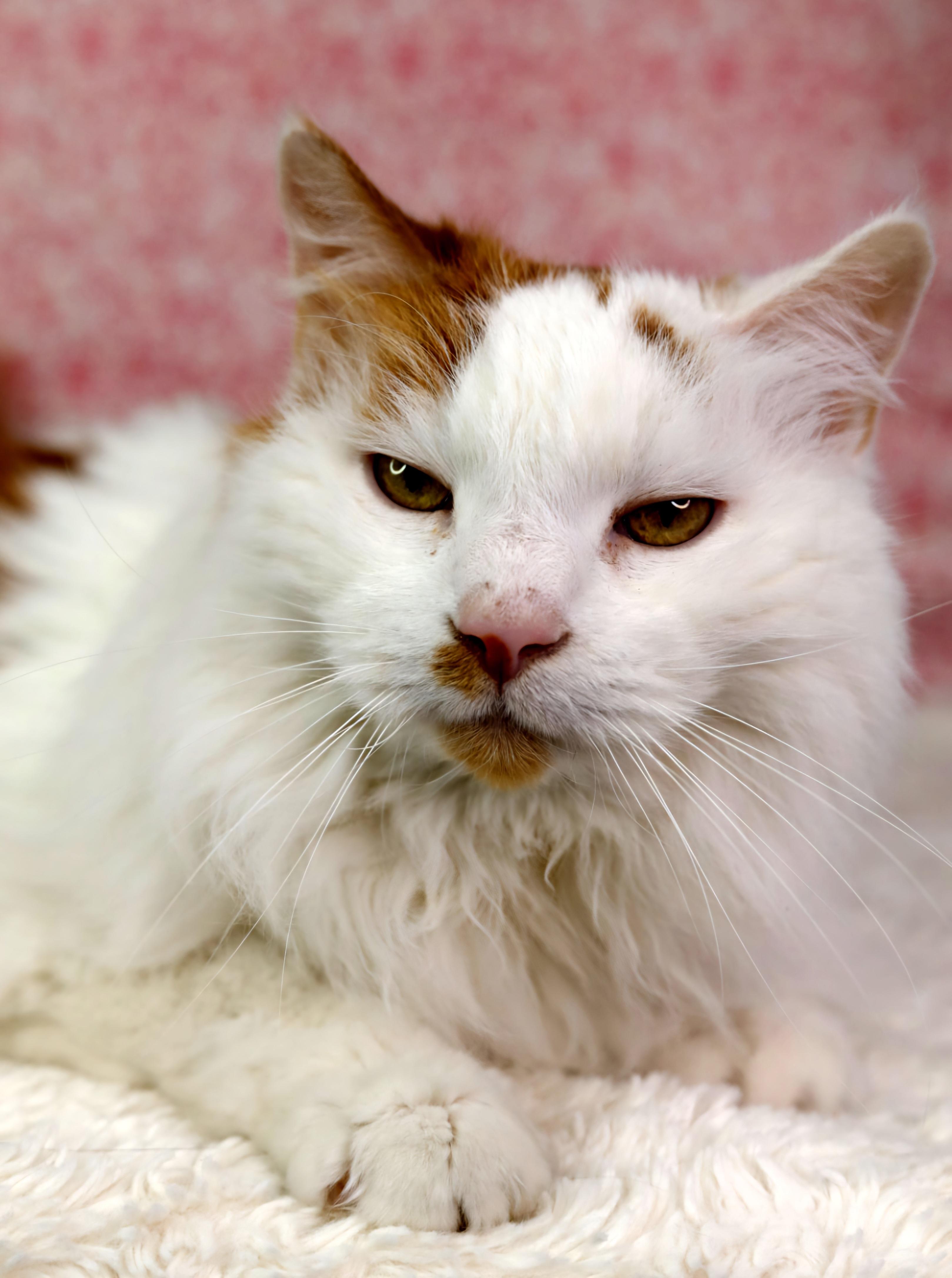 Charlie Paws, Adult Male Domestic Long Hair