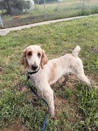 Alfred, a ADOPTABLE Standard Poodle in Missoula, MT image 1/2