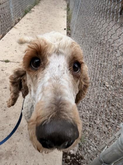 Alfred, a ADOPTABLE Standard Poodle in Missoula, MT image 2/2