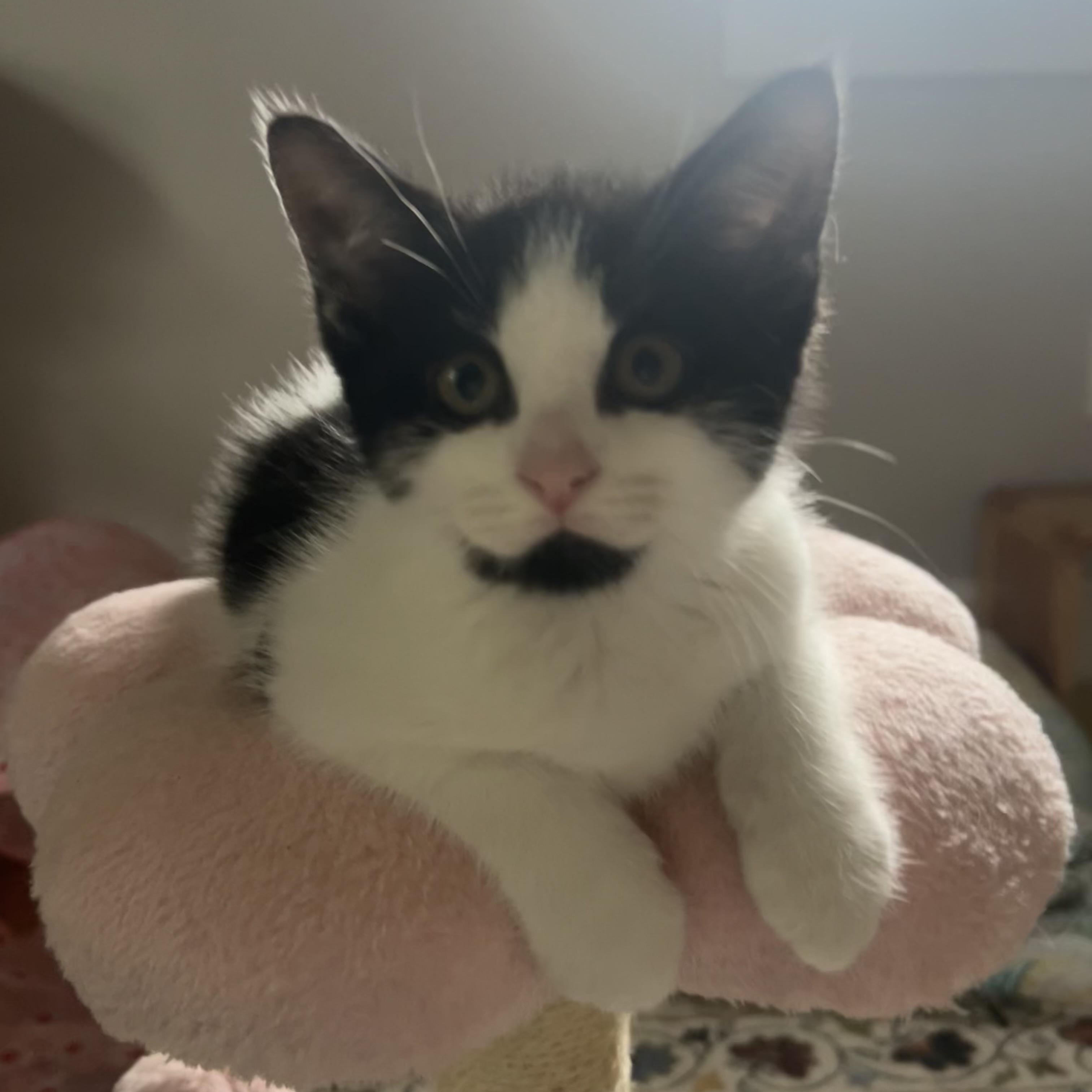 Enlarge Snoopy and Belle (bonded pair), an adopted Domestic Short Hair in Bourne, MA image 4/5