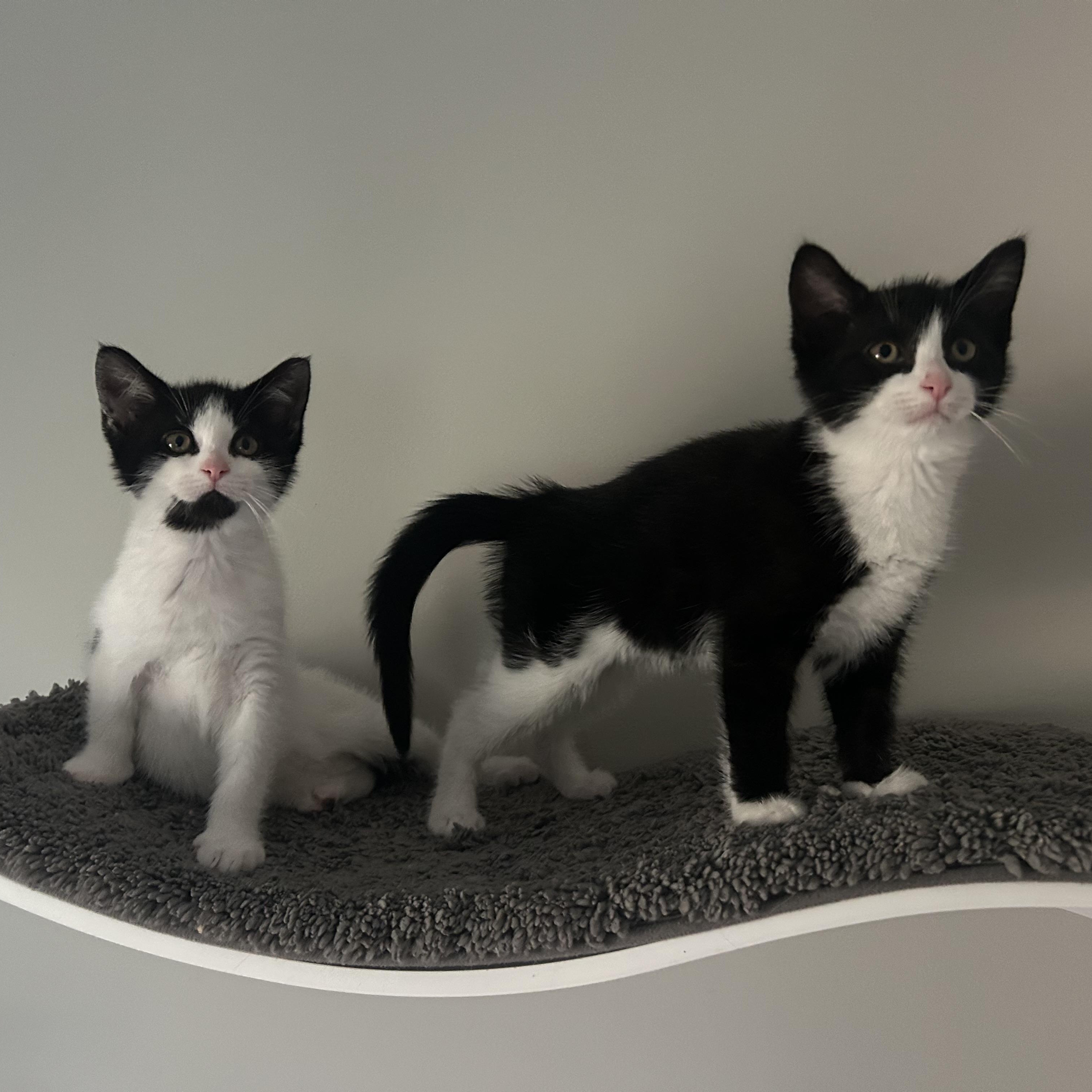 Snoopy and Belle (bonded pair), adopted, Kitten Female Domestic Short Hair.