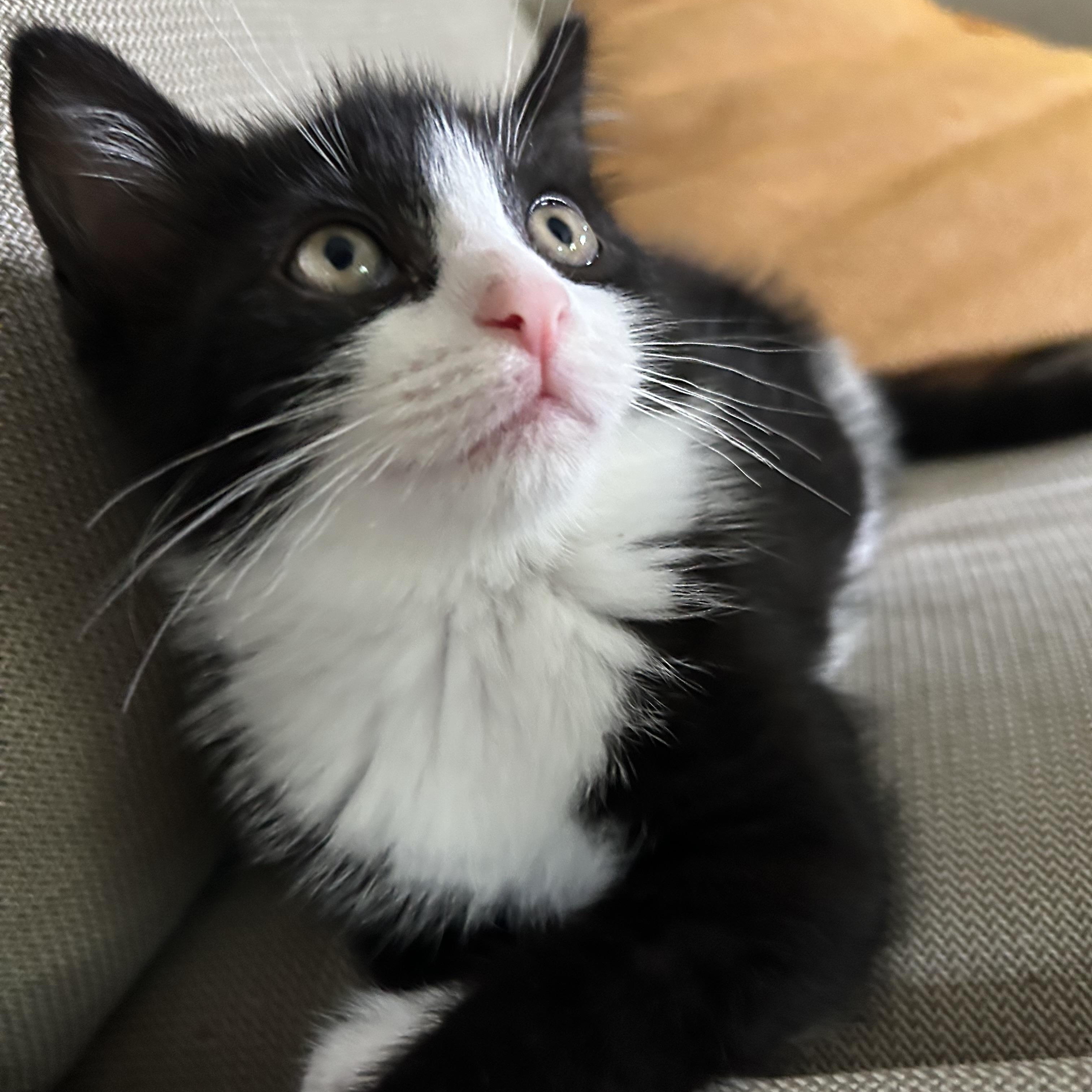 Enlarge Snoopy and Belle (bonded pair), an adopted Domestic Short Hair in Bourne, MA image 5/5