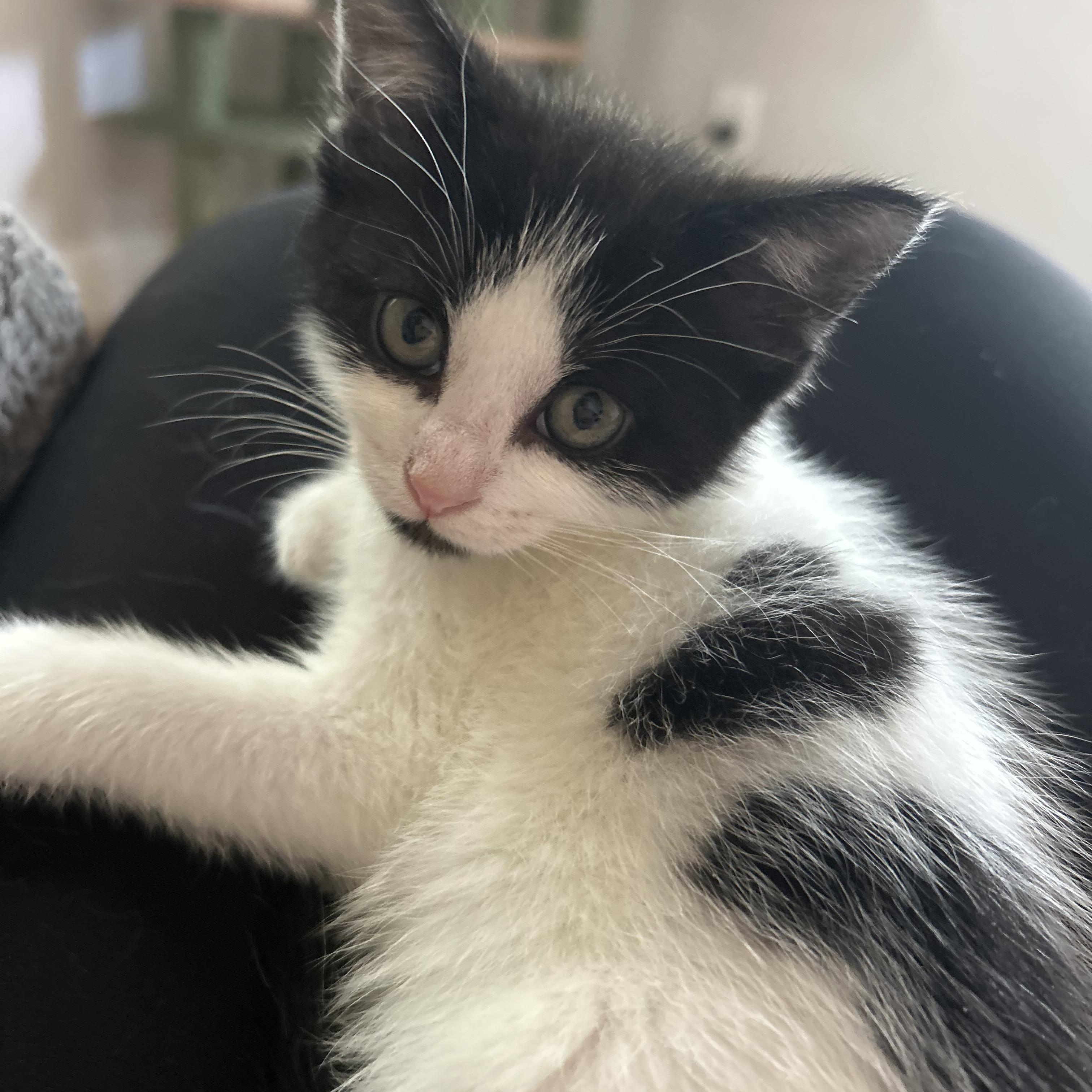 Enlarge Snoopy and Belle (bonded pair), an adopted Domestic Short Hair in Bourne, MA image 2/5