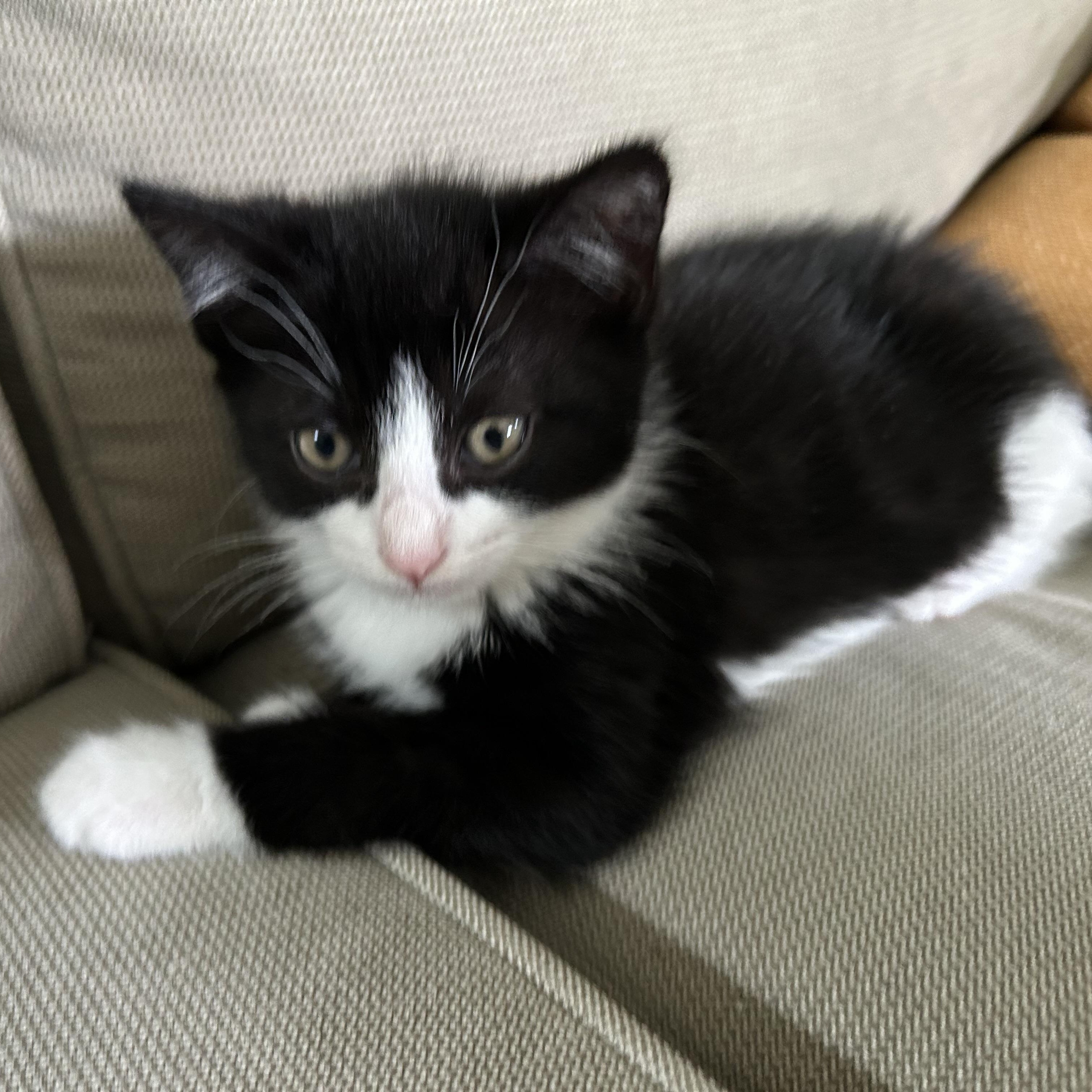 Enlarge Snoopy and Belle (bonded pair), an adopted Domestic Short Hair in Bourne, MA image 3/5