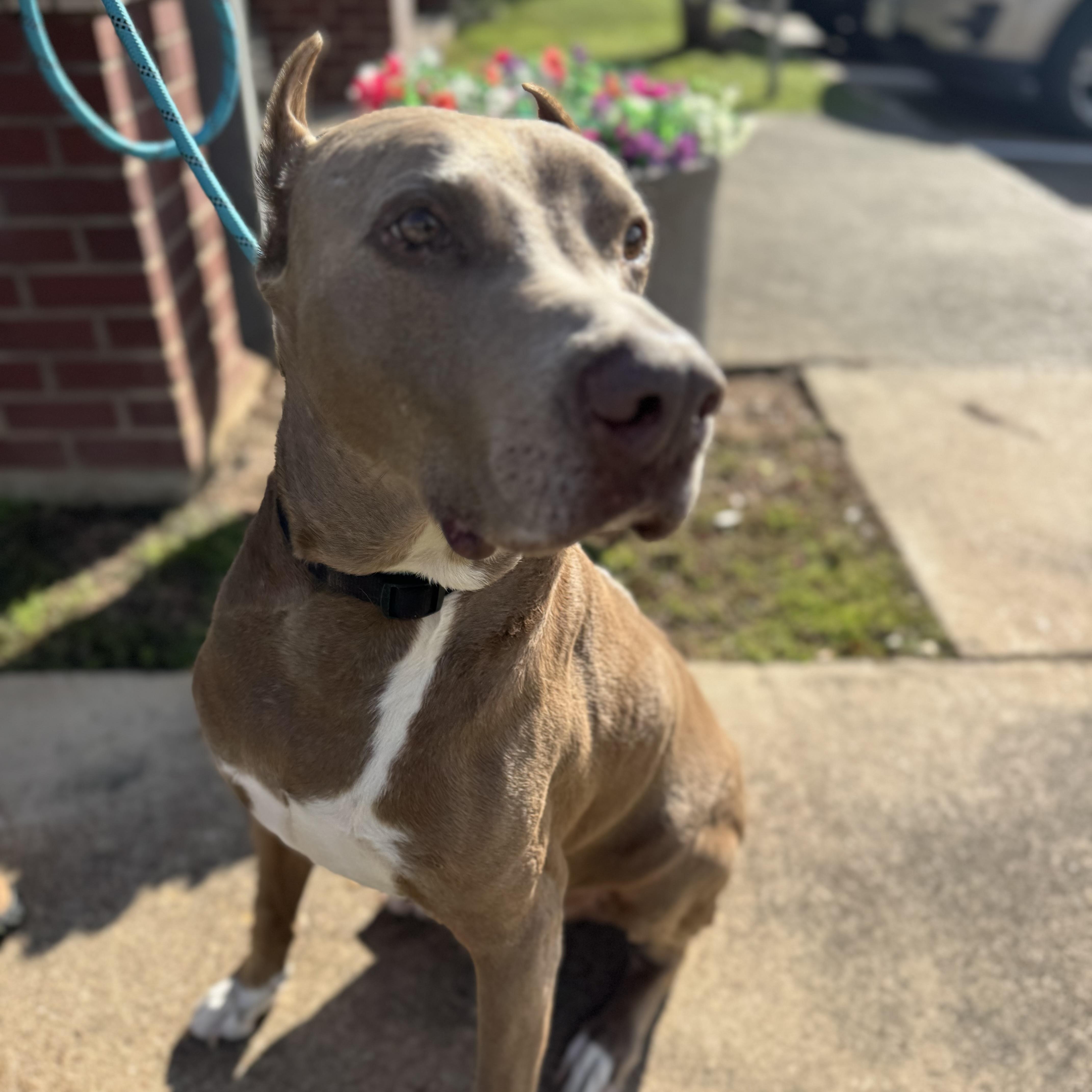 Enlarge Maximus, a Adoptable Doberman Pinscher in Calumet, MI image 3/6