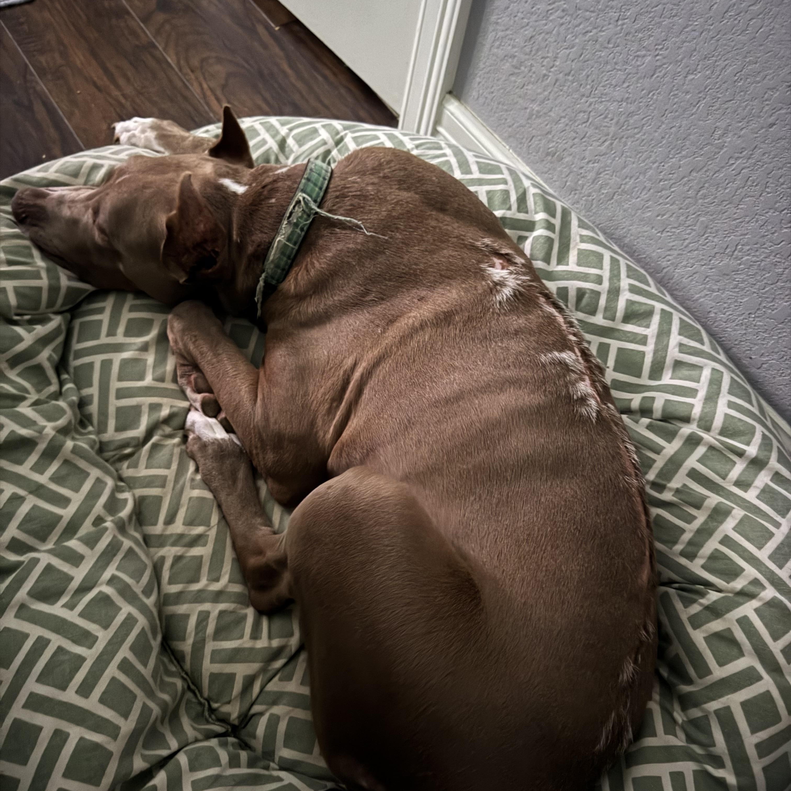 Maximus, a Adoptable Doberman Pinscher in Calumet, MI image 4/5