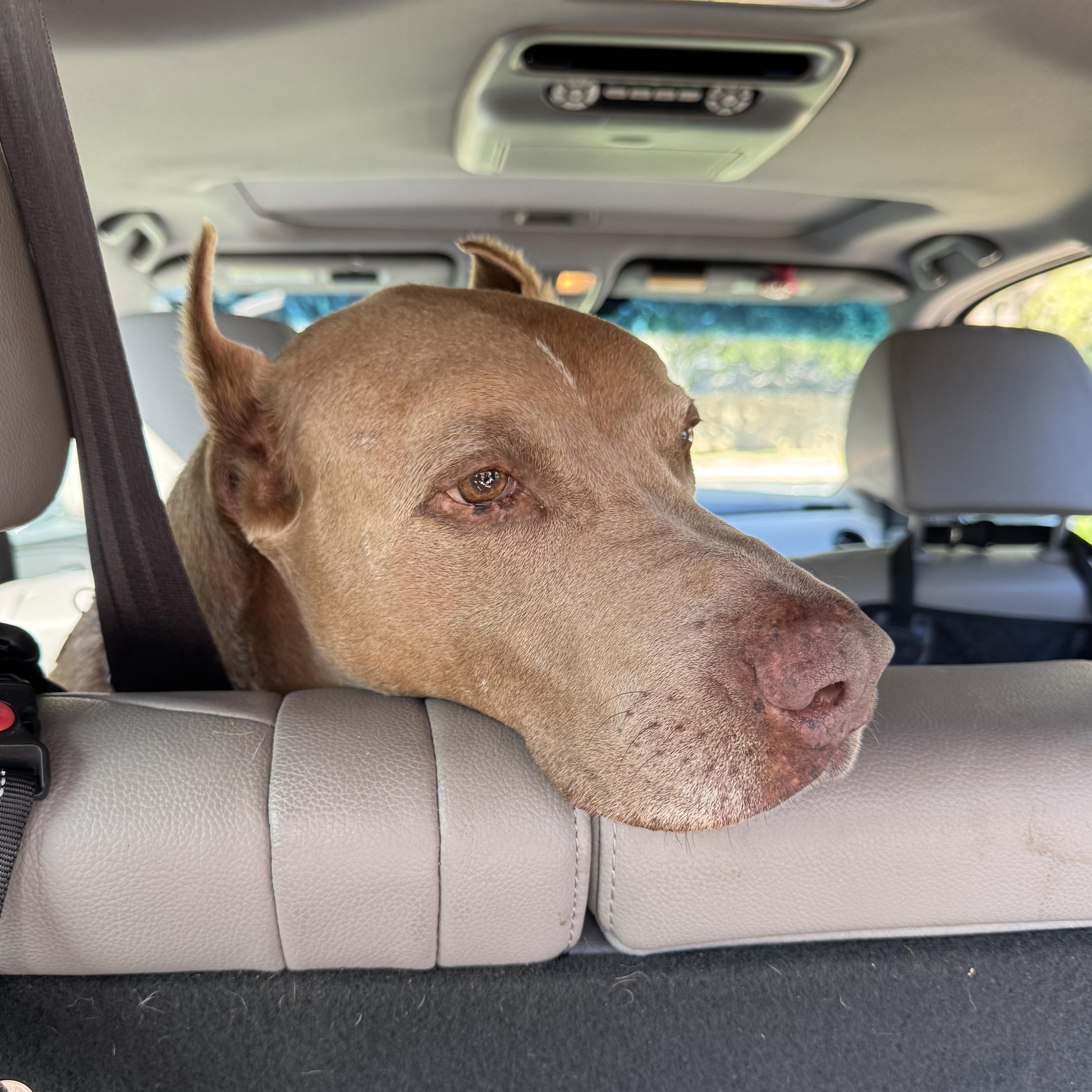 Maximus, Adoptable, Senior Male Doberman Pinscher.