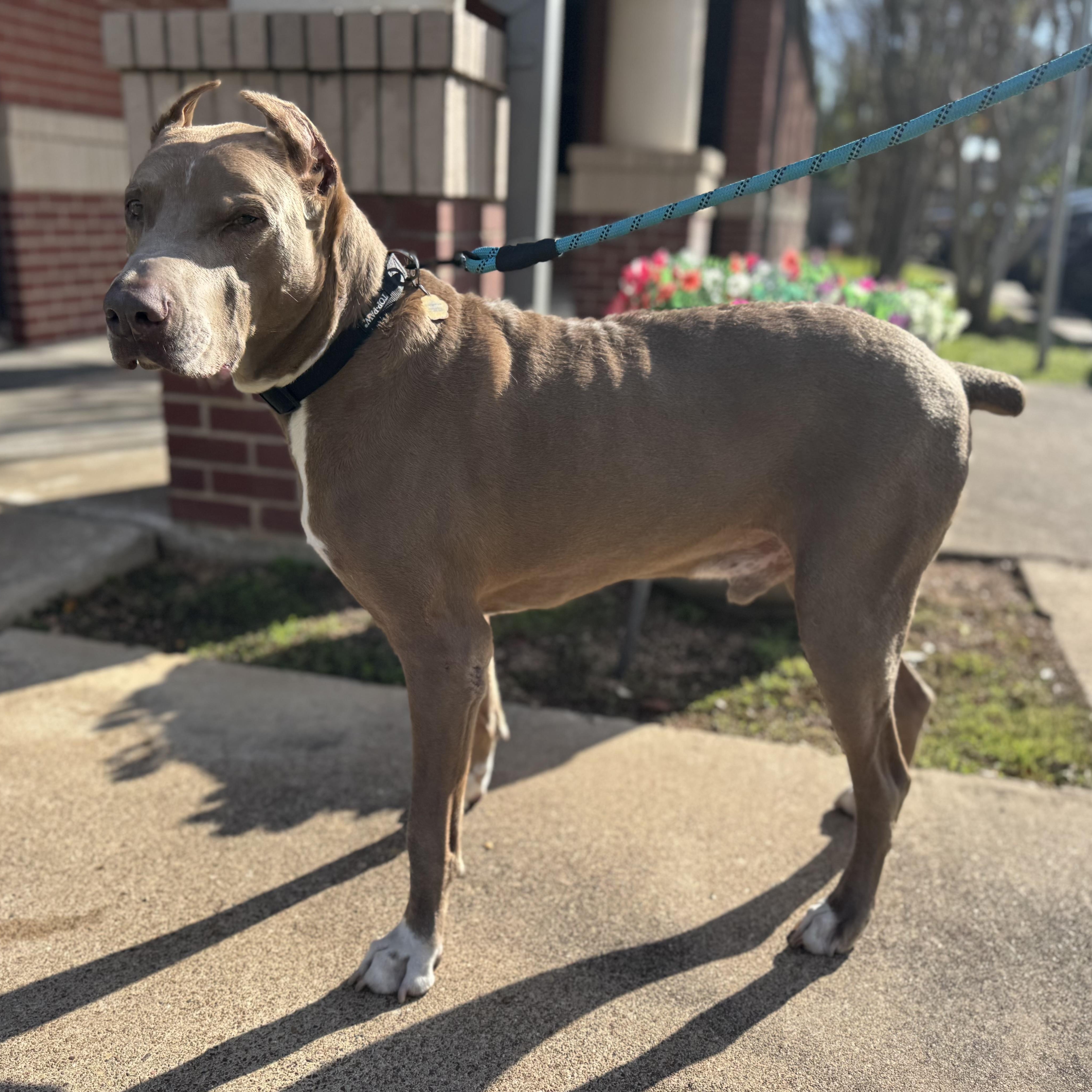 Enlarge Maximus, a Adoptable Doberman Pinscher in Calumet, MI image 4/6