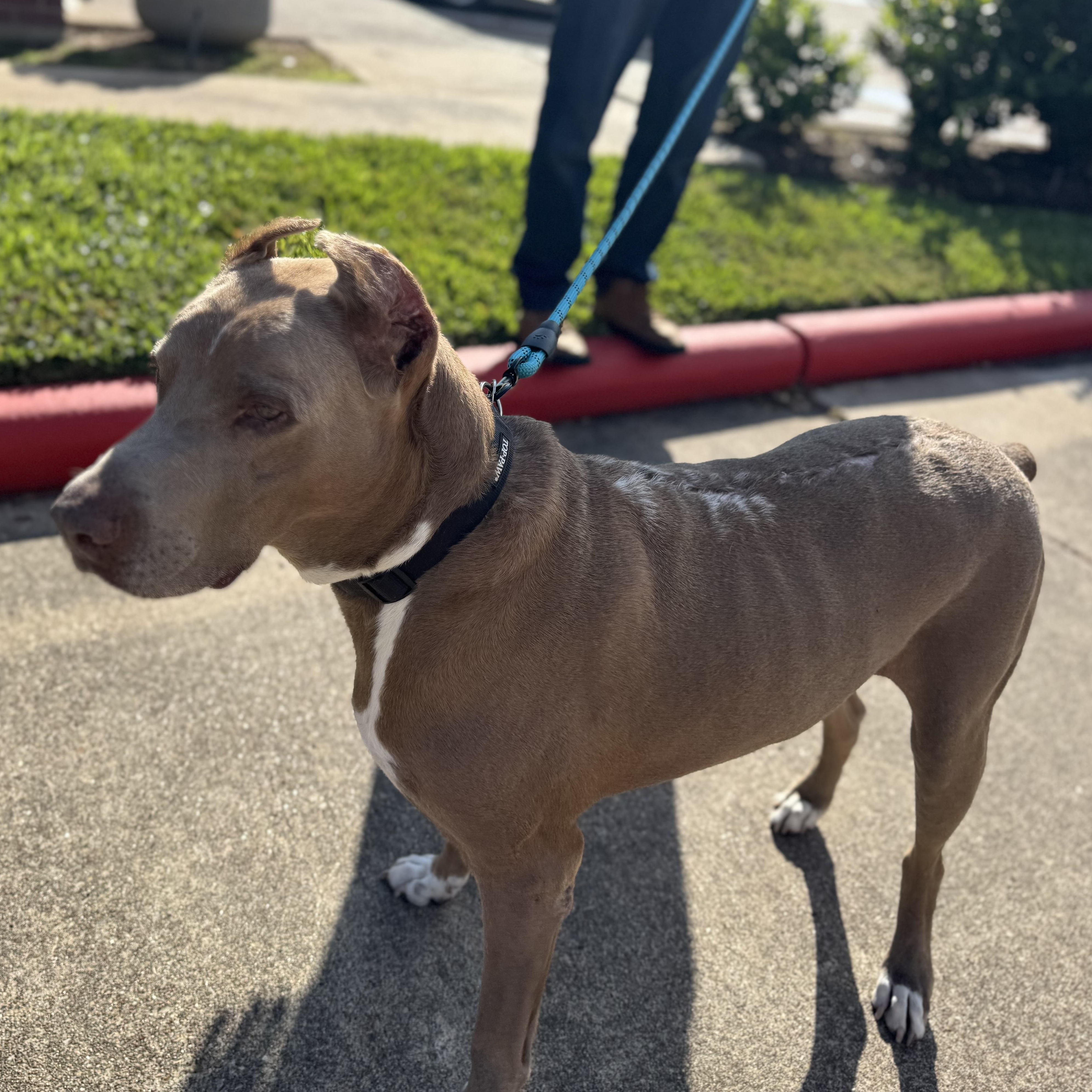 Enlarge Maximus, a Adoptable Doberman Pinscher in Calumet, MI image 5/6