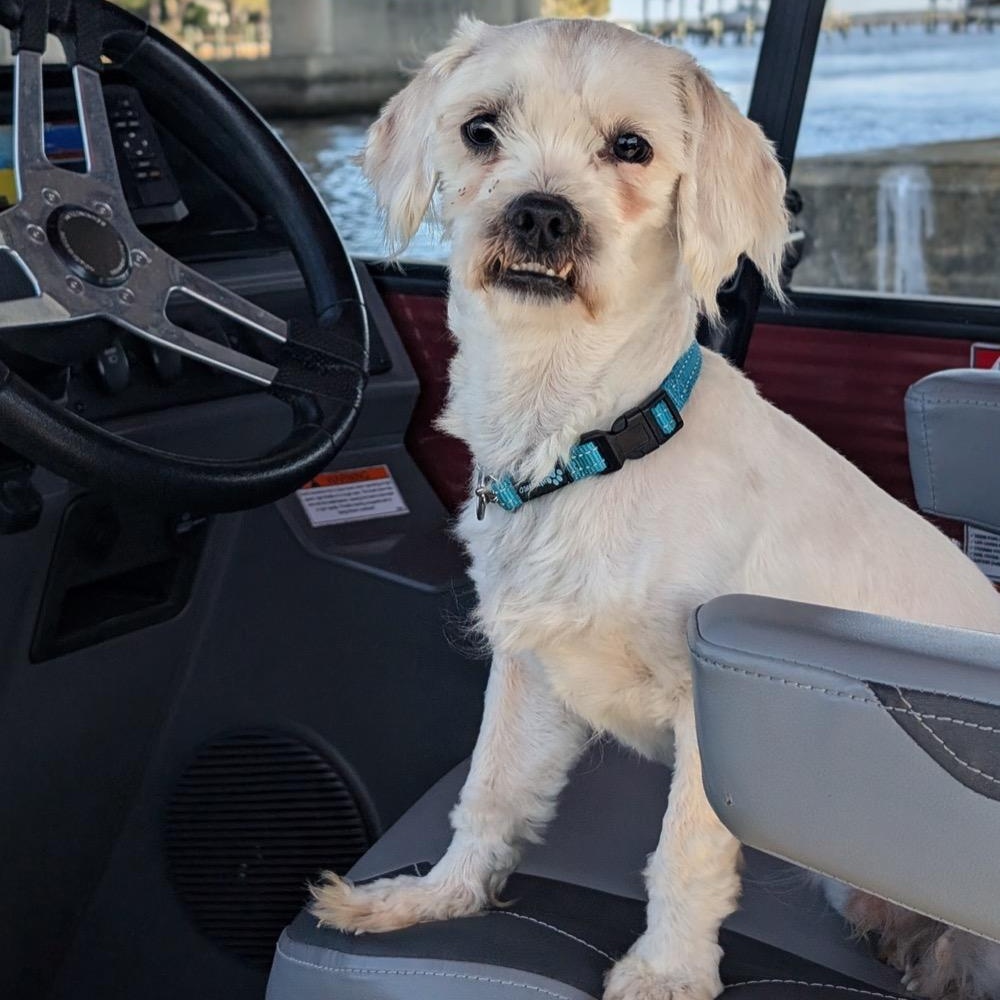 Nunzio, ADOPTABLE, Young Male Maltese.