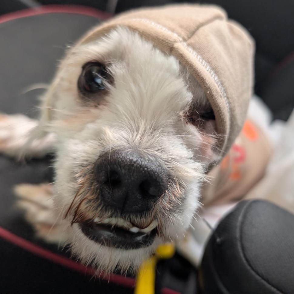 Enlarge Nunzio, a ADOPTABLE mixed breed in Orange Park, FL image 5/5