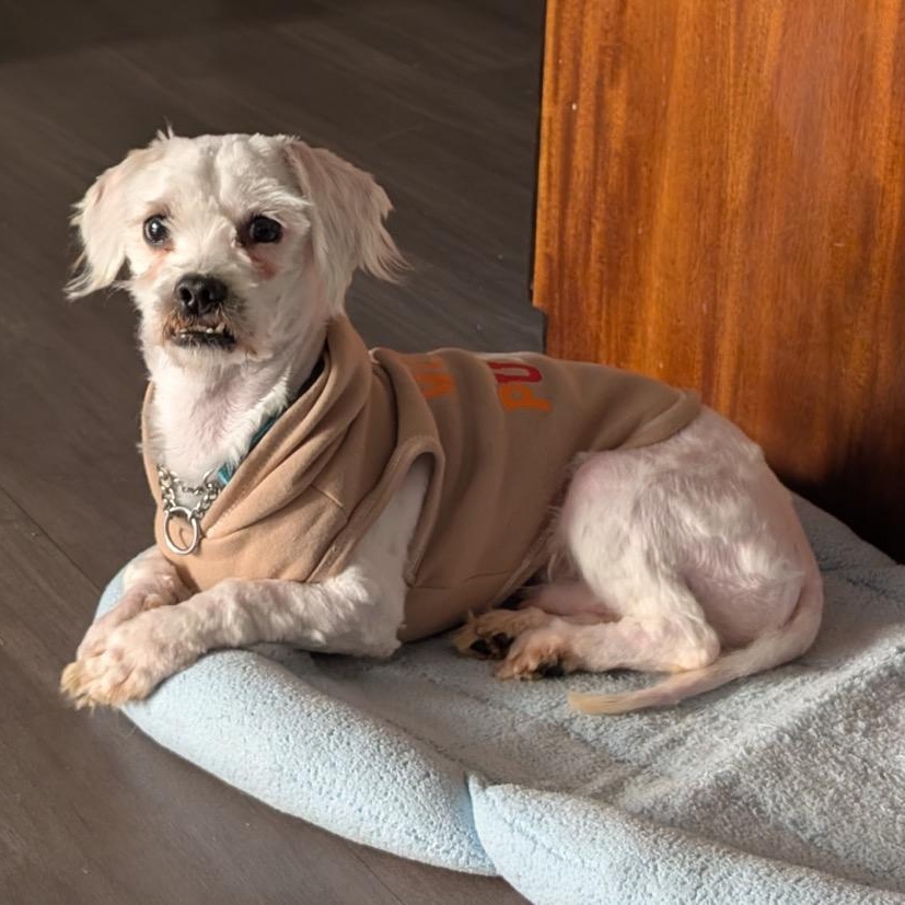 Enlarge Nunzio, a ADOPTABLE mixed breed in Orange Park, FL image 4/5