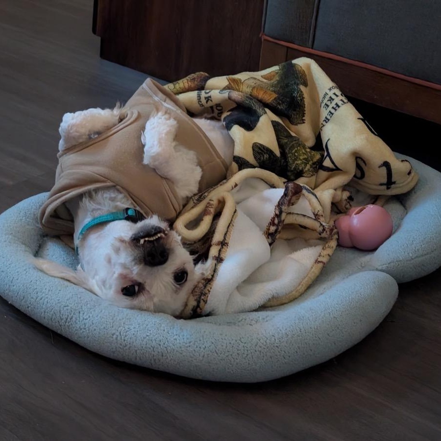 Enlarge Nunzio, a ADOPTABLE mixed breed in Orange Park, FL image 2/5