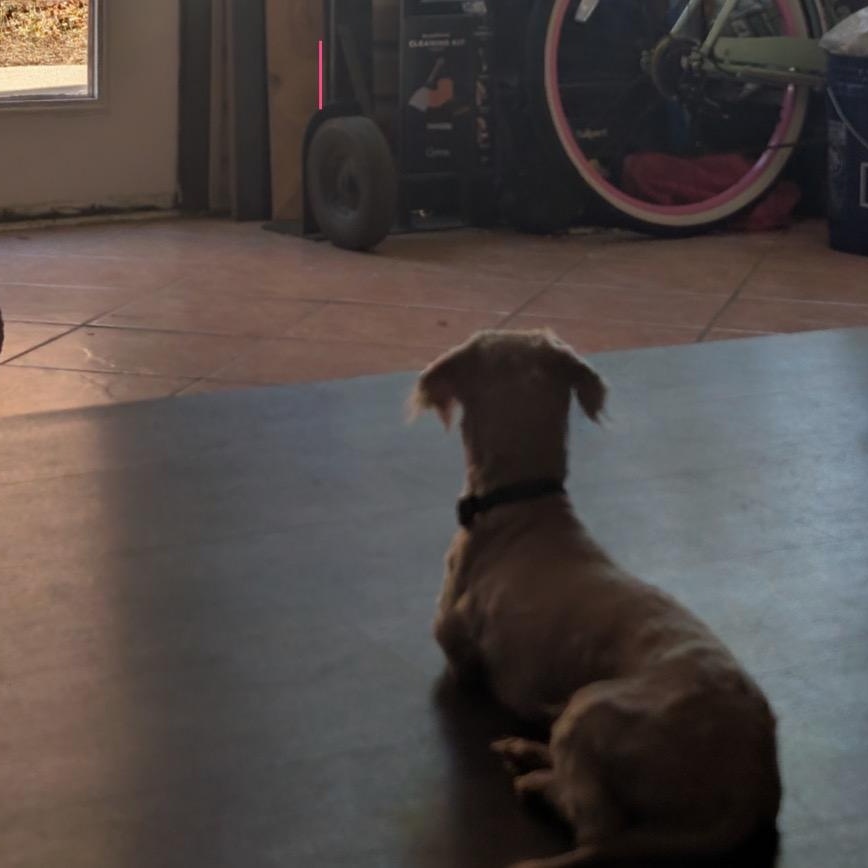 Enlarge Nunzio, a ADOPTABLE mixed breed in Orange Park, FL image 3/5