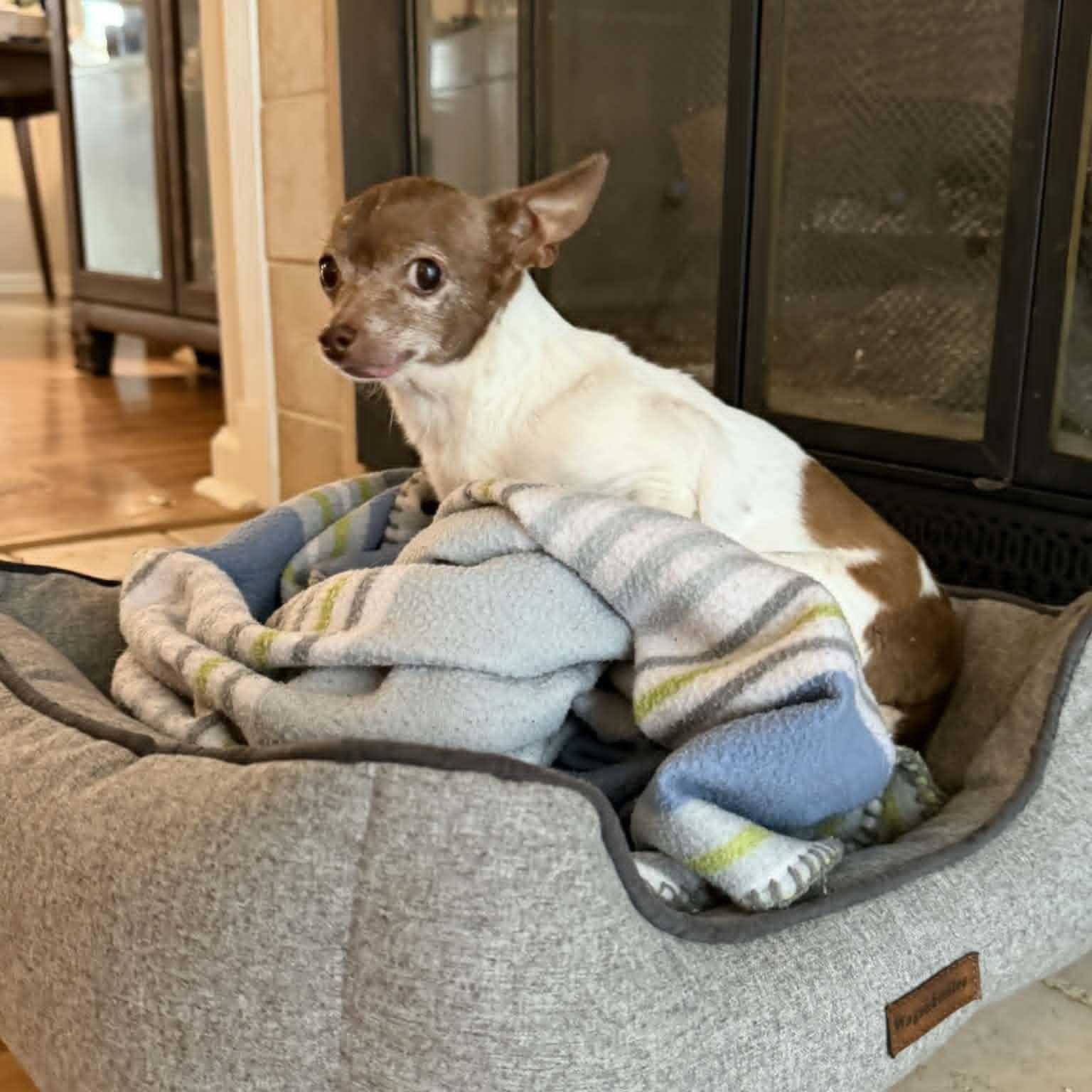 Enlarge Gemma, a ADOPTABLE Chihuahua in Lexington, KY image 3/4