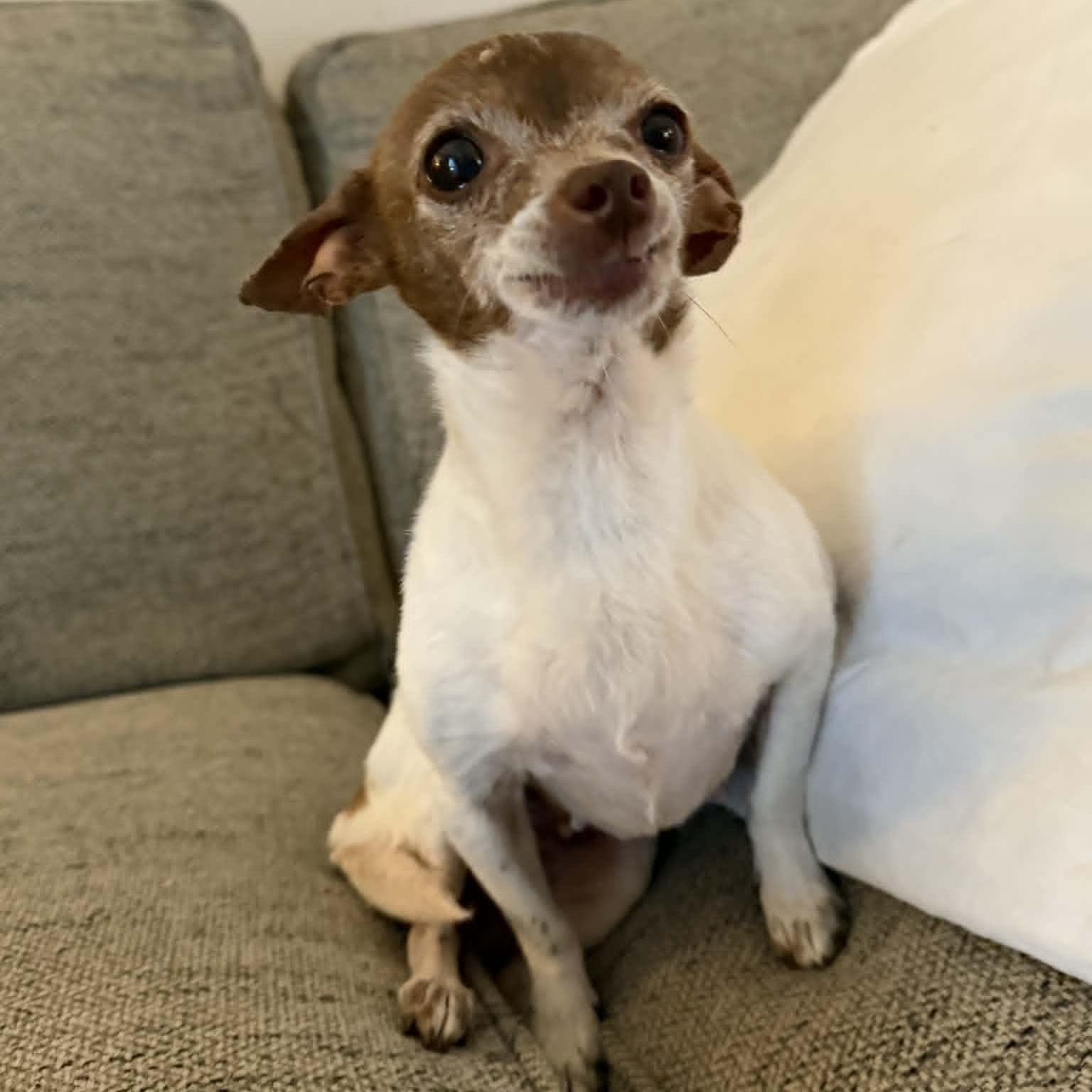 Gemma, ADOPTABLE, Senior Female Chihuahua.