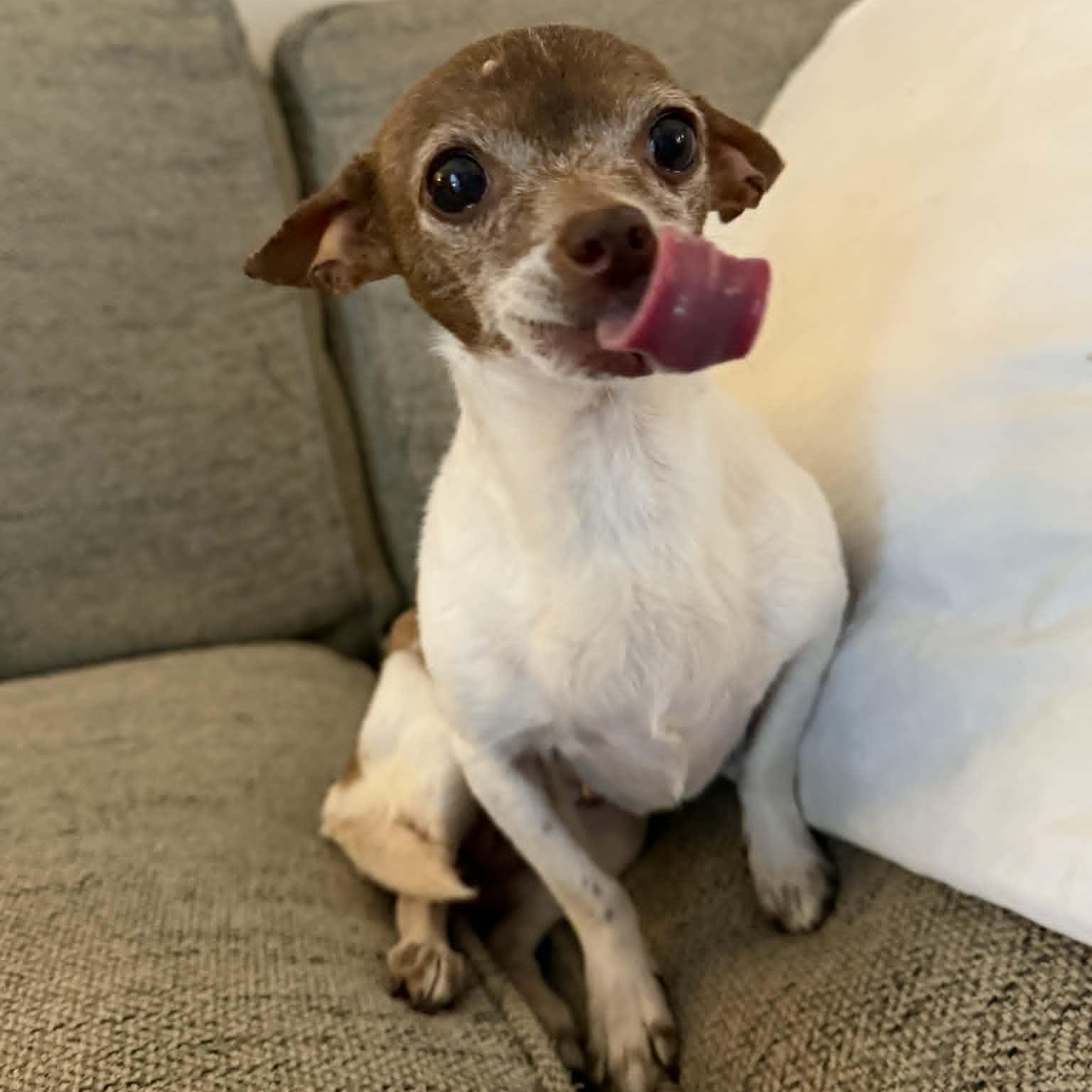 Enlarge Gemma, a ADOPTABLE Chihuahua in Lexington, KY image 2/4