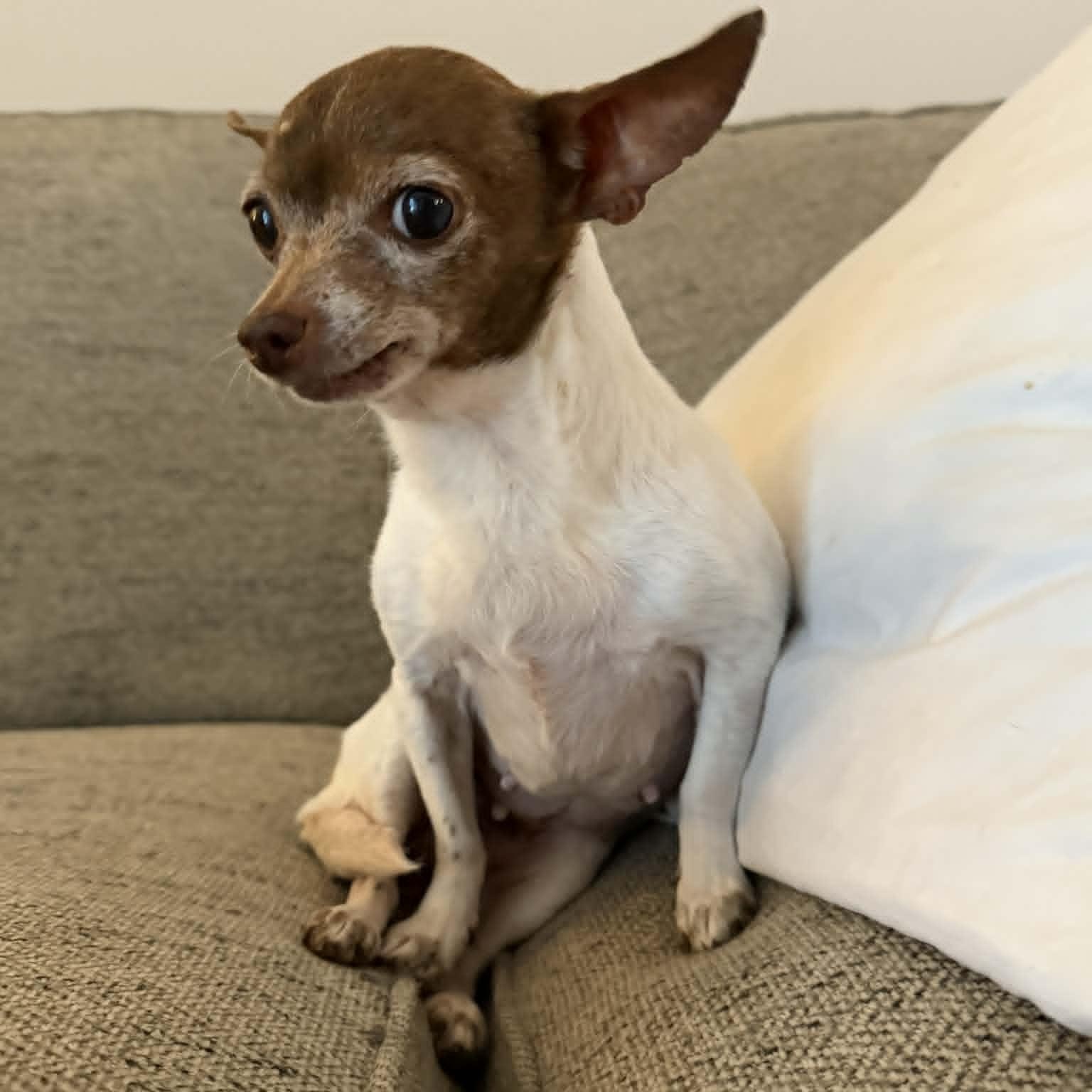 Enlarge Gemma, a ADOPTABLE Chihuahua in Lexington, KY image 4/4