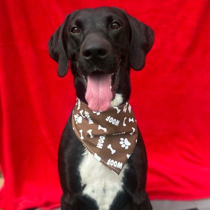 Enlarge Elvis, a Adoptable mixed breed in Dubuque, IA image 2/2