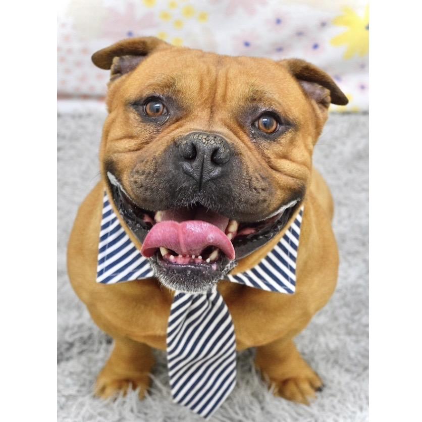 Enlarge Gus - ECAS, a Adoptable mixed breed in Pleasanton, CA image 1/6