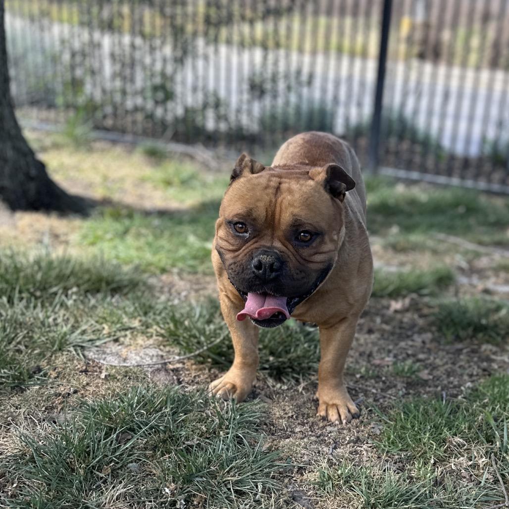 Enlarge Gus - ECAS, a Adoptable mixed breed in Pleasanton, CA image 3/6