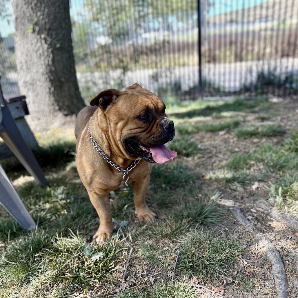 Enlarge Gus - ECAS, a Adoptable mixed breed in Pleasanton, CA image 4/6