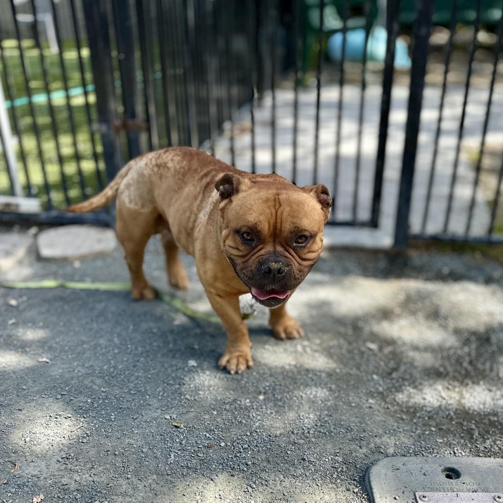 Enlarge Gus - ECAS, a Adoptable mixed breed in Pleasanton, CA image 5/6