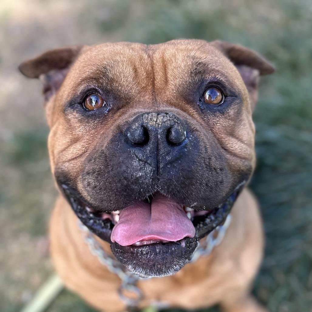 Enlarge Gus - ECAS, a Adoptable mixed breed in Pleasanton, CA image 6/6