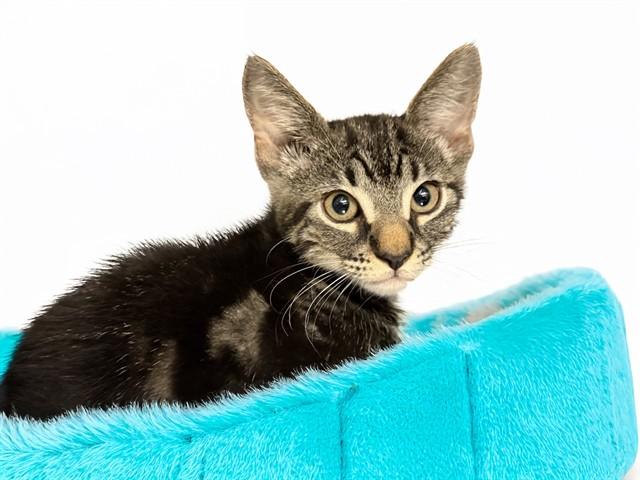 DANNY, Adoptable, Kitten Male Domestic Short Hair.
