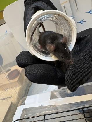 Nevada, a Adoptable Mouse in Bellevue, WA image 1/2