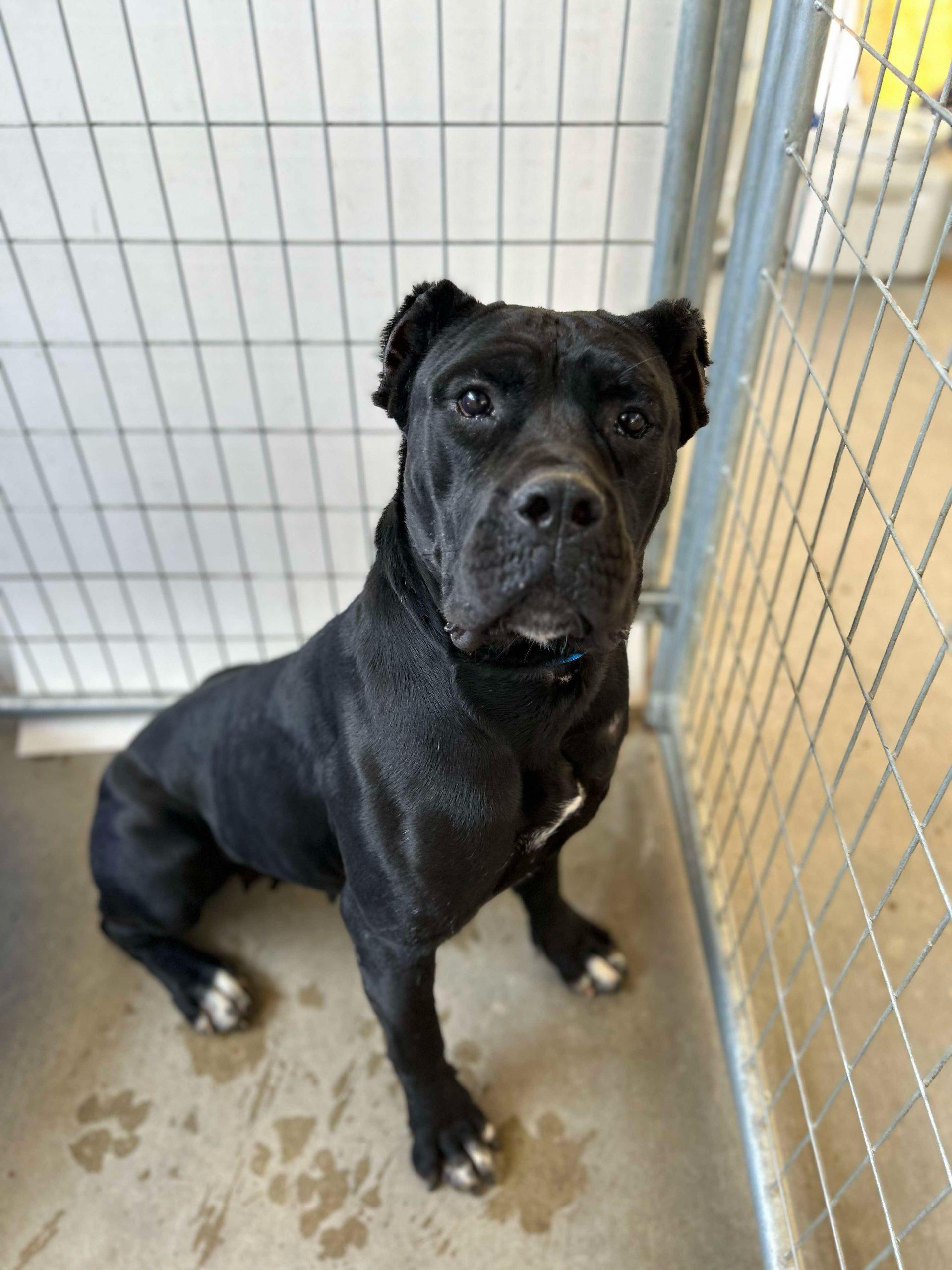 Enlarge Raven, a Adoptable mixed breed in Visalia, CA image 1/1